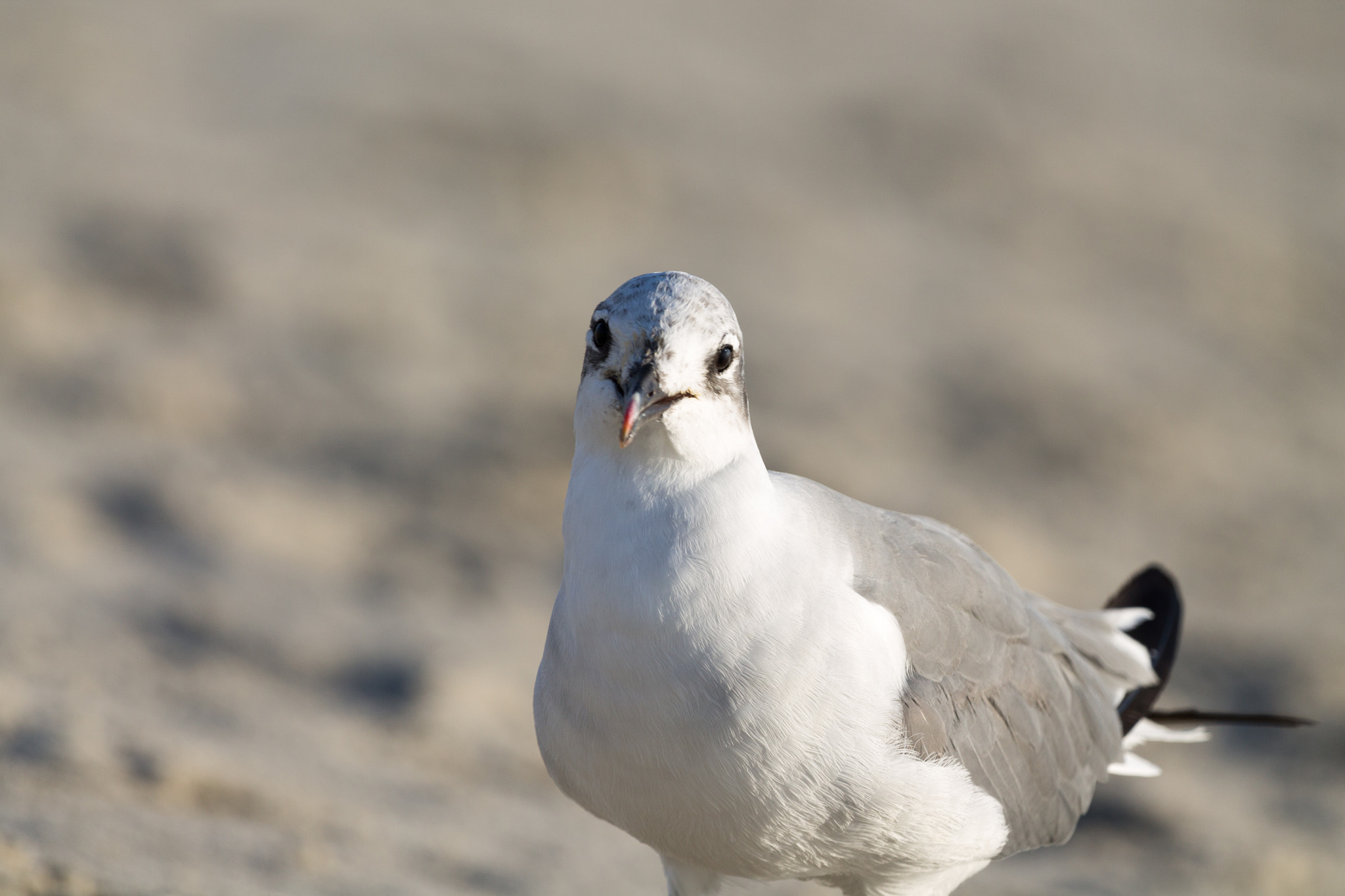 Canon EF 100-400mm F4.5-5.6L IS USM sample photo. Gazing photography