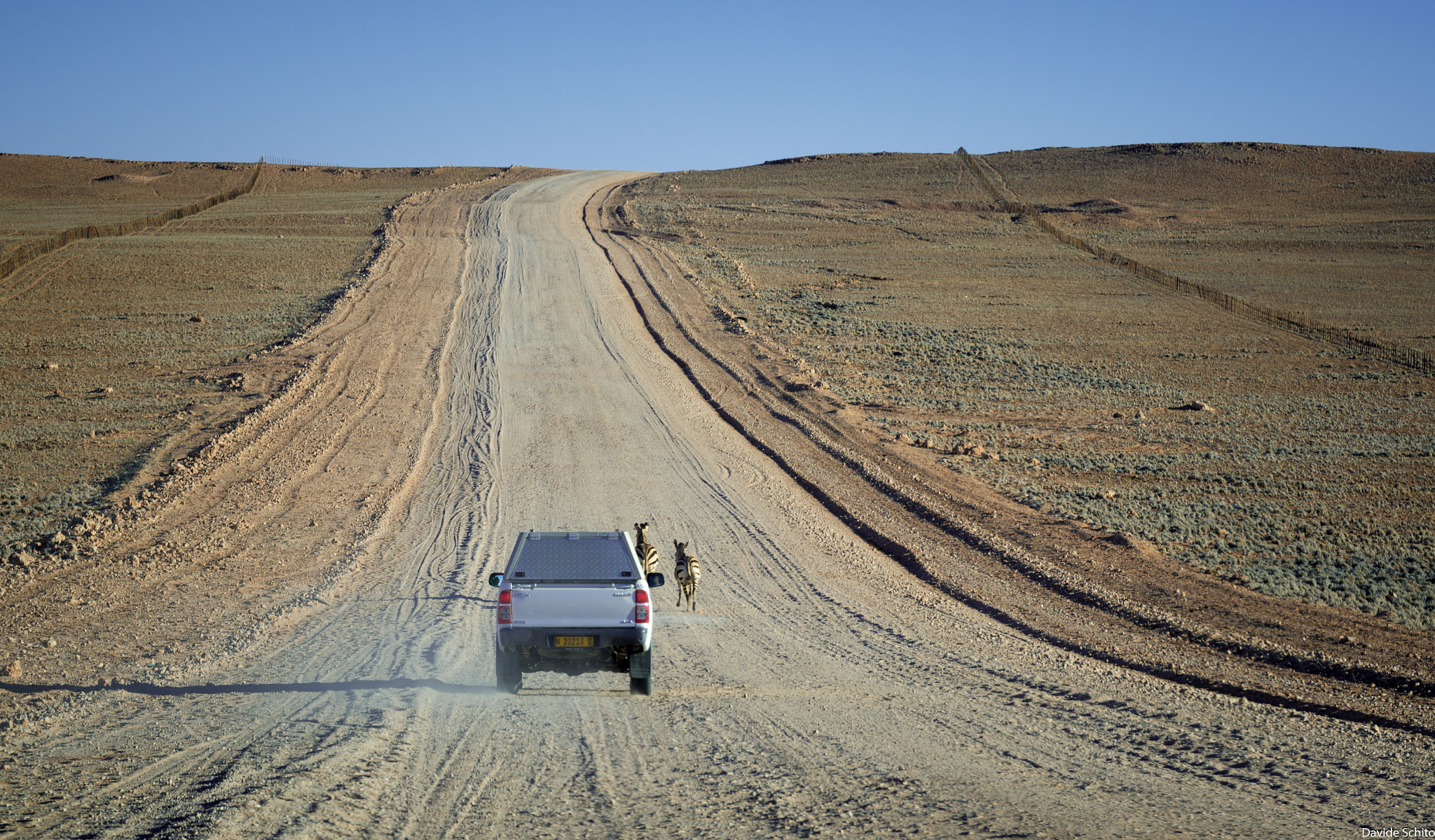 Nikon D600 sample photo. Zebra-chasing photography