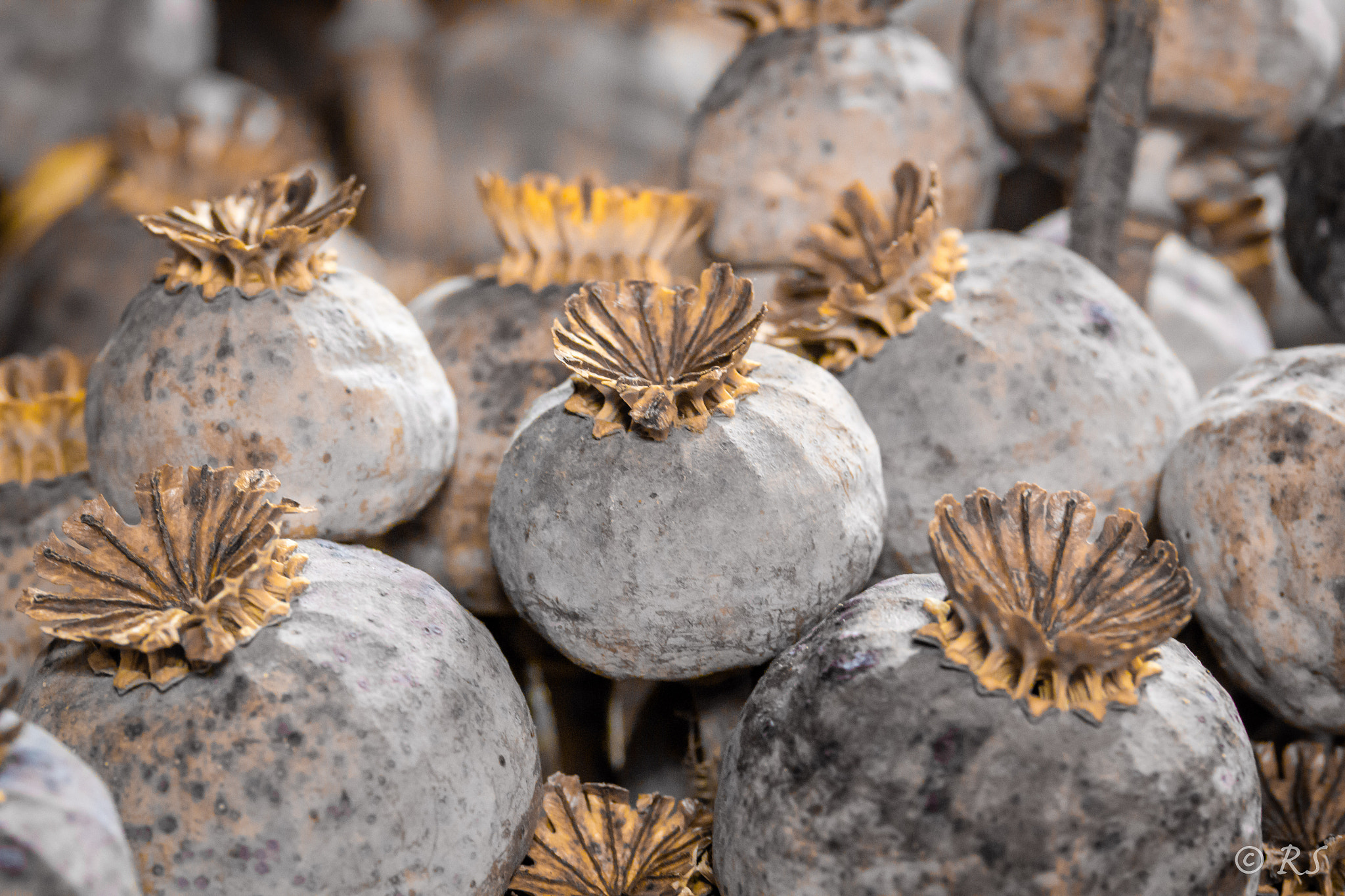 Sigma 105mm F2.8 EX DG OS HSM sample photo. Poppy photography