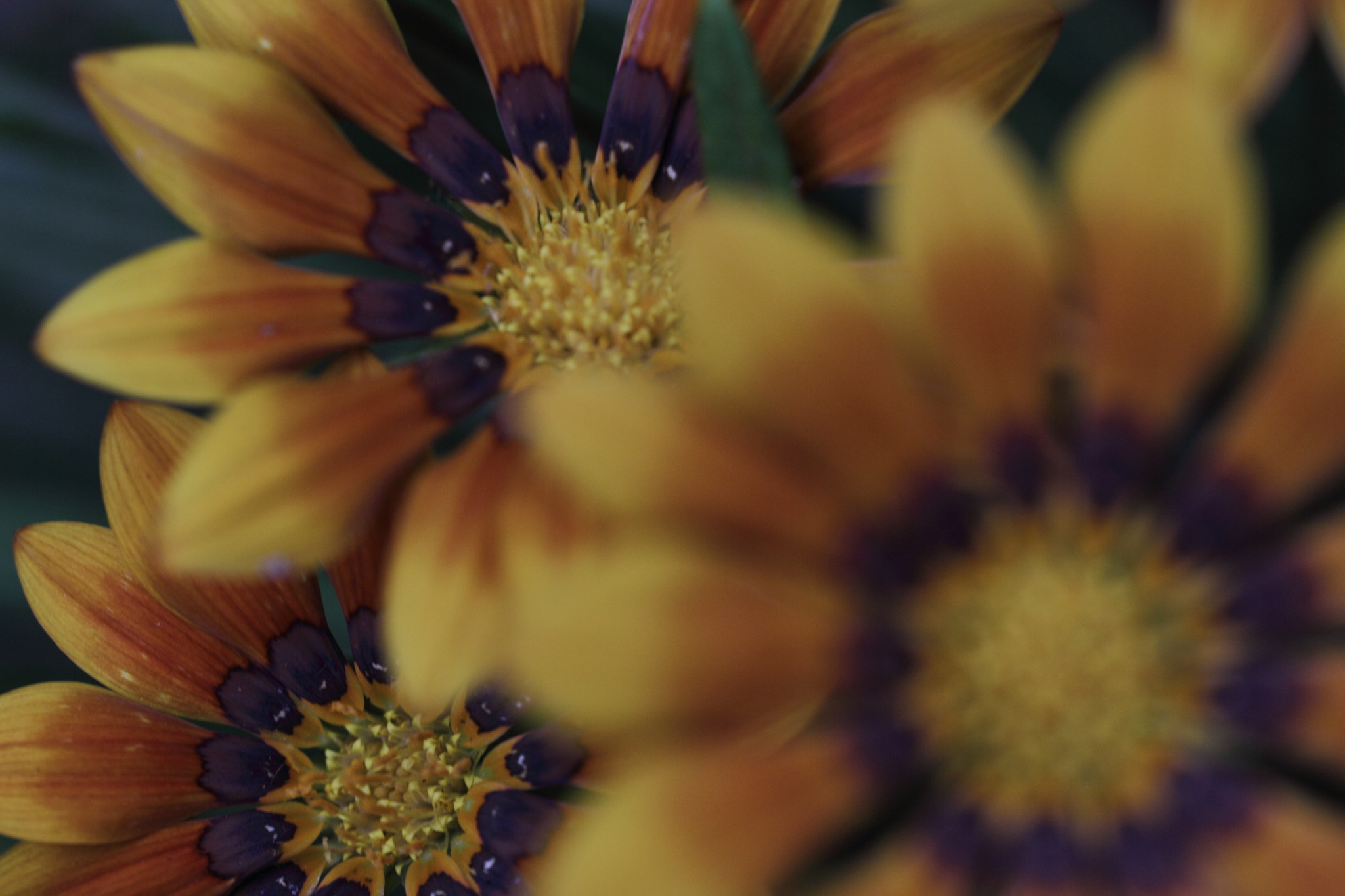 Tamron SP AF 60mm F2 Di II LD IF Macro sample photo. Step photography