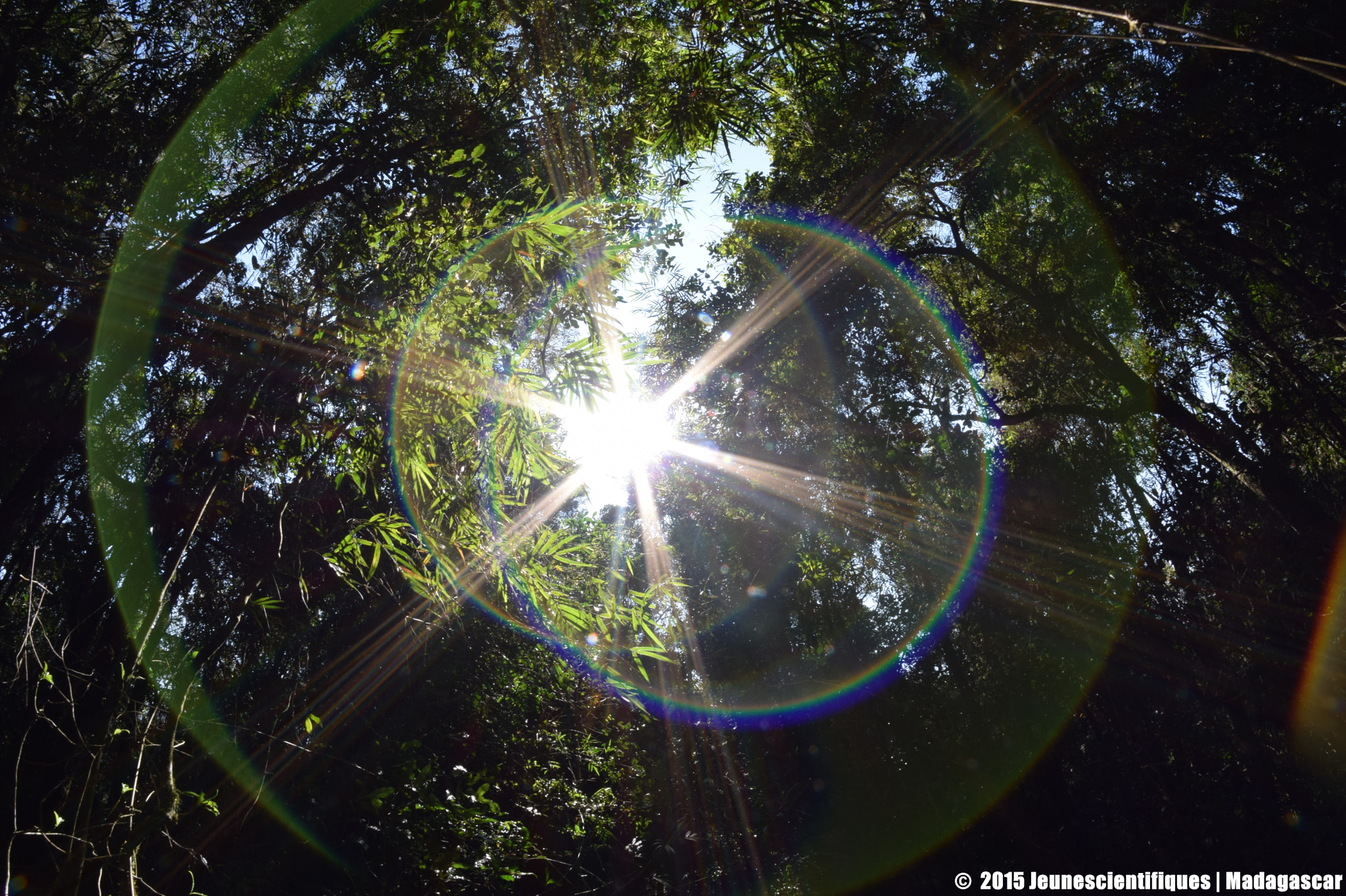 Nikon D5300 + Samyang 8mm F3.5 Aspherical IF MC Fisheye sample photo. Madagascar rainforest photography