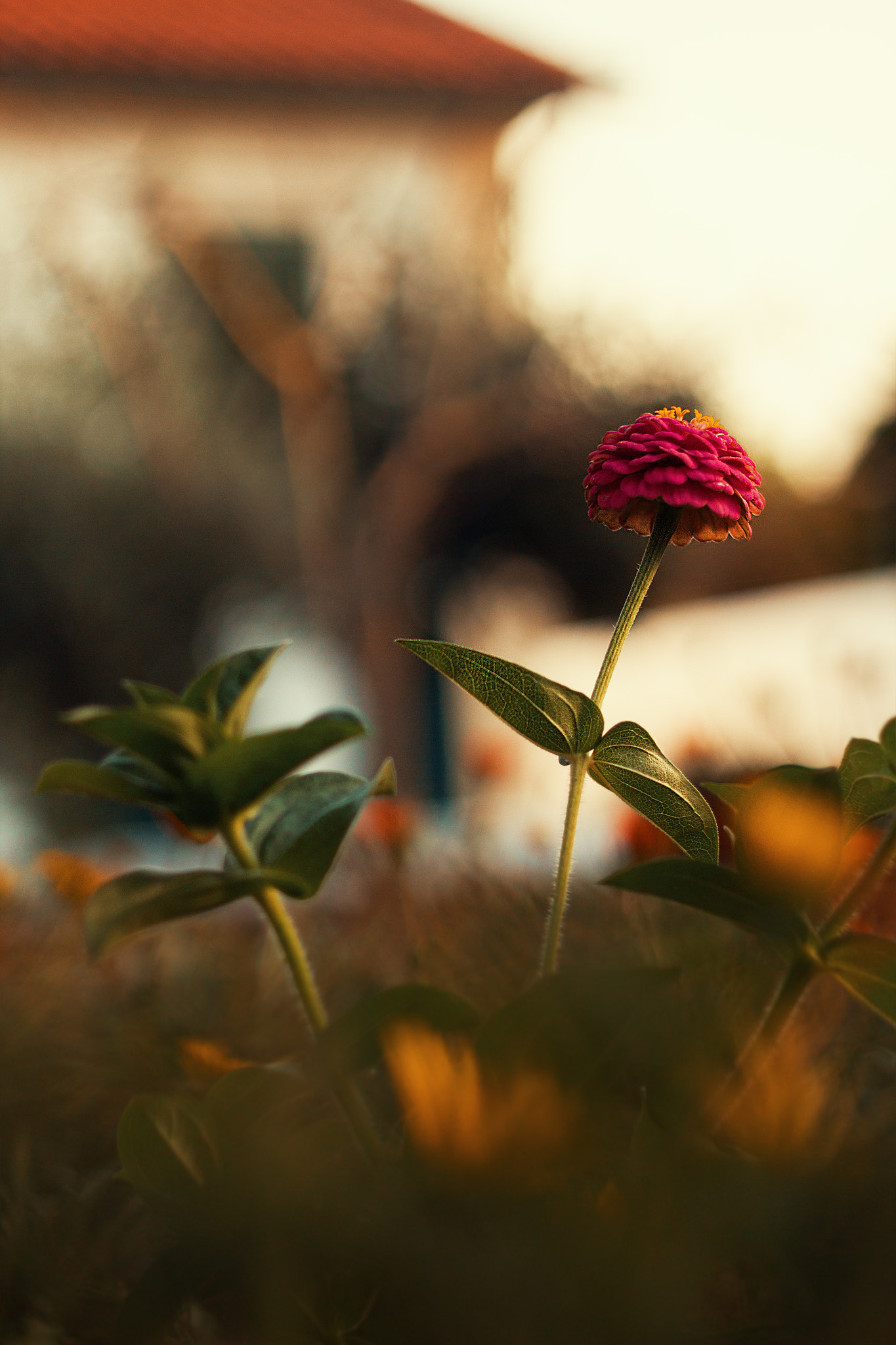 Canon EF 35-80mm f/4-5.6 sample photo. Flowers photography