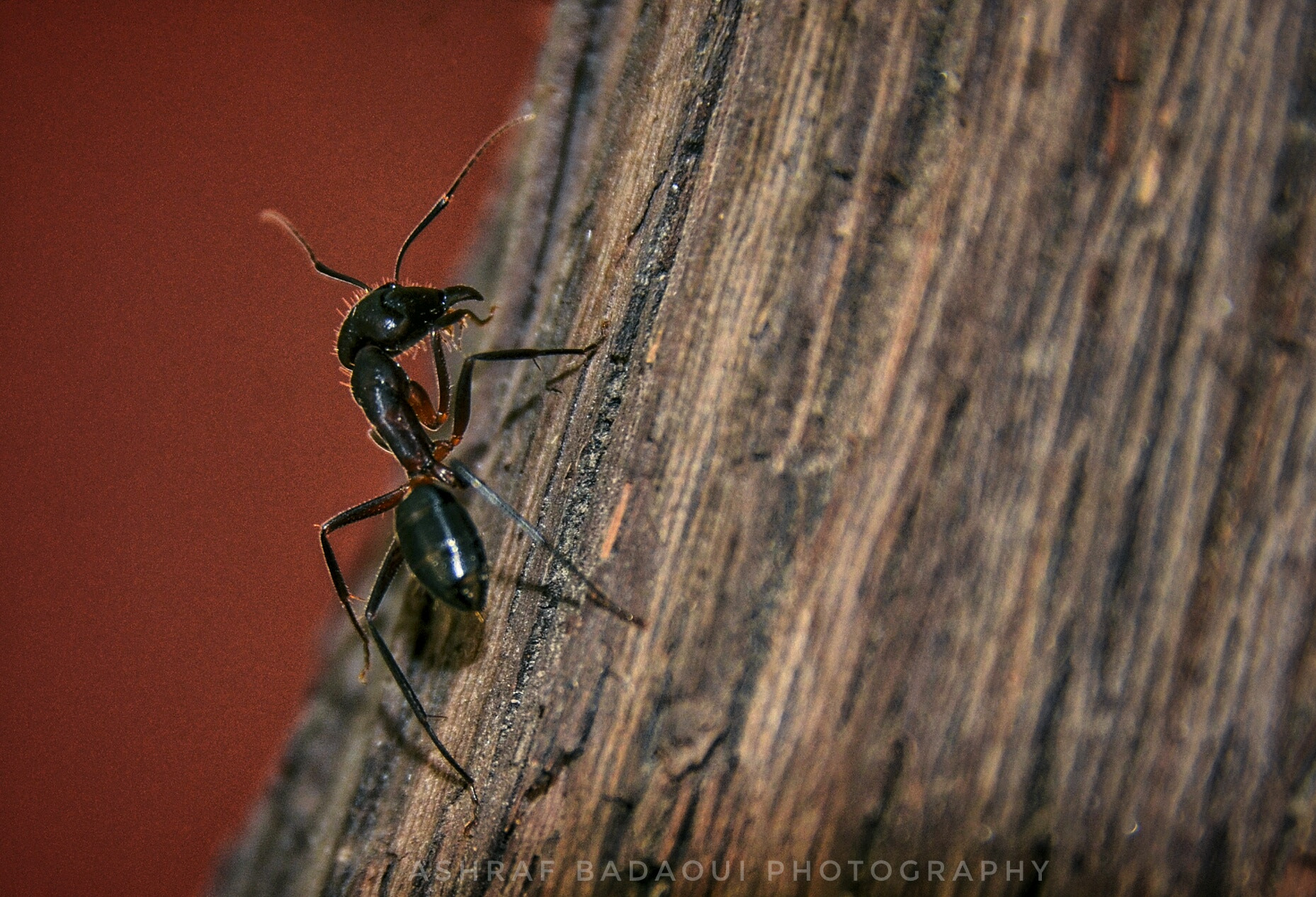 Nikon D7000 sample photo. Ant  photography