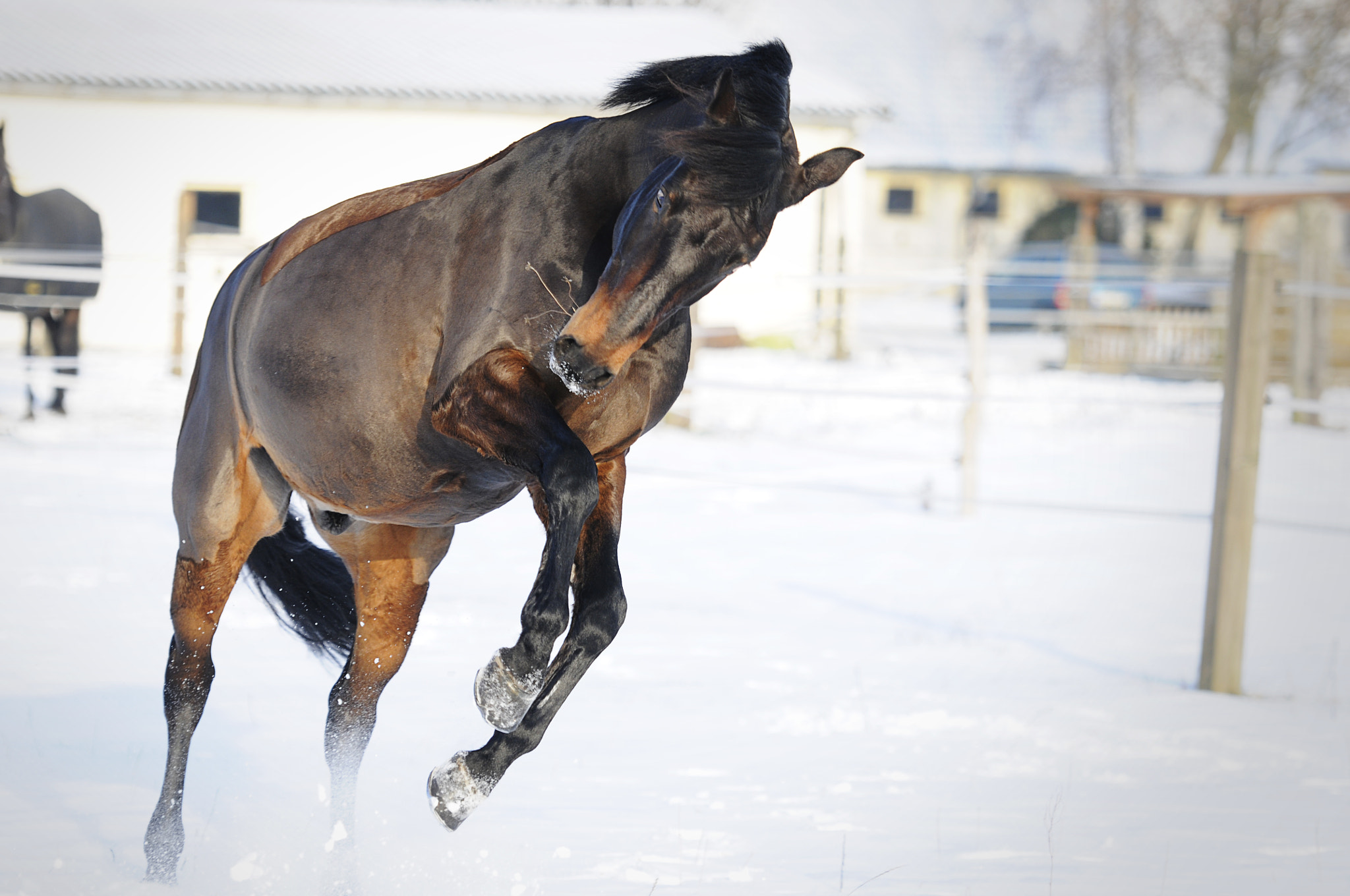 Nikon D300S sample photo. Snow horse photography