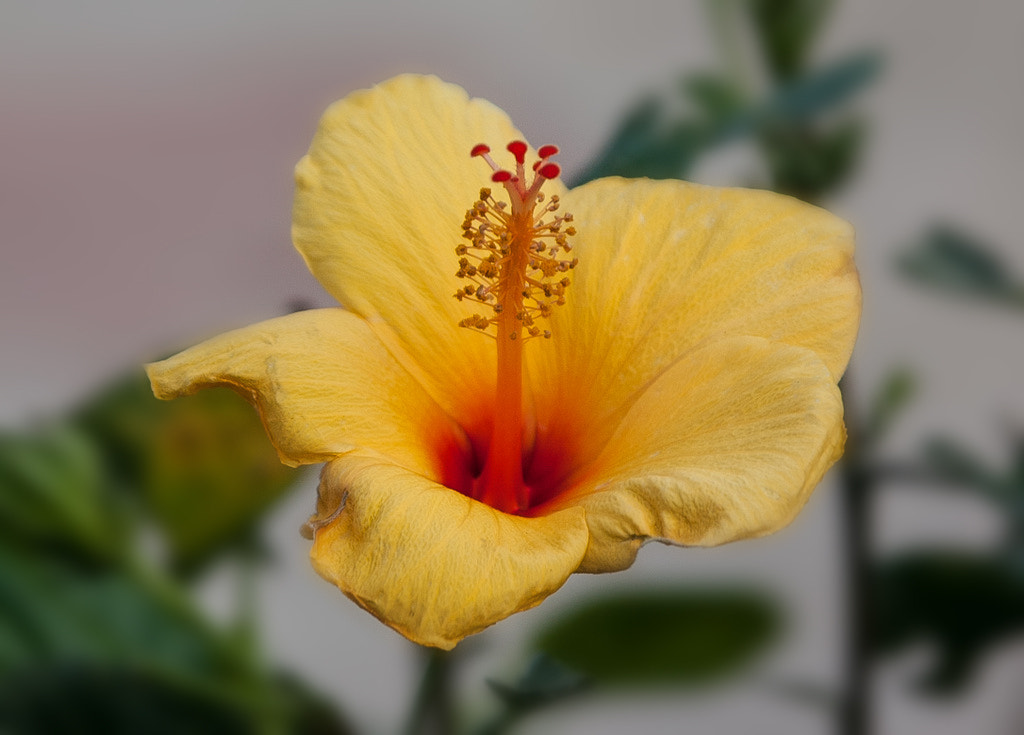Canon EOS 50D sample photo. :) photography