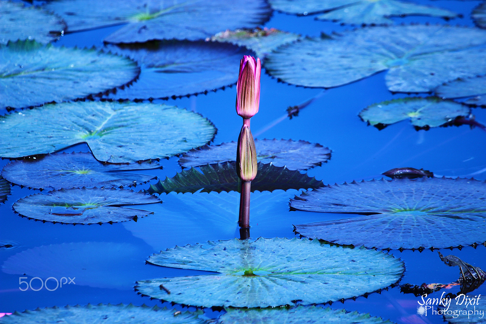 Canon EF 100-400mm F4.5-5.6L IS USM sample photo. Blooming bud photography