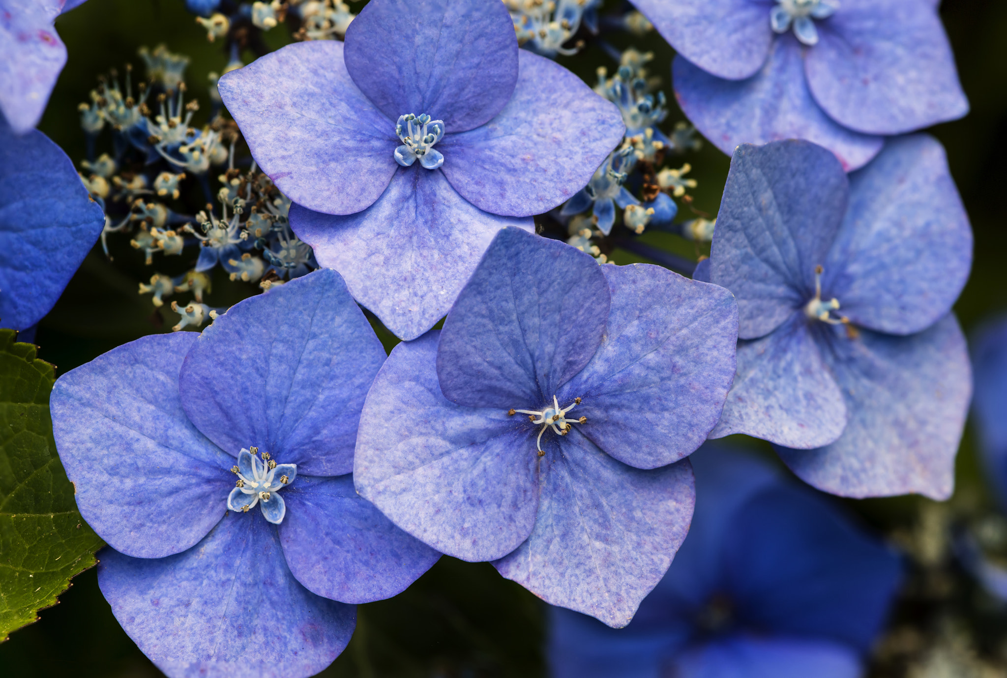 Nikon D800 + Sigma 105mm F2.8 EX DG Macro sample photo. Beautiful colorful summer hydrangea flower close up photography