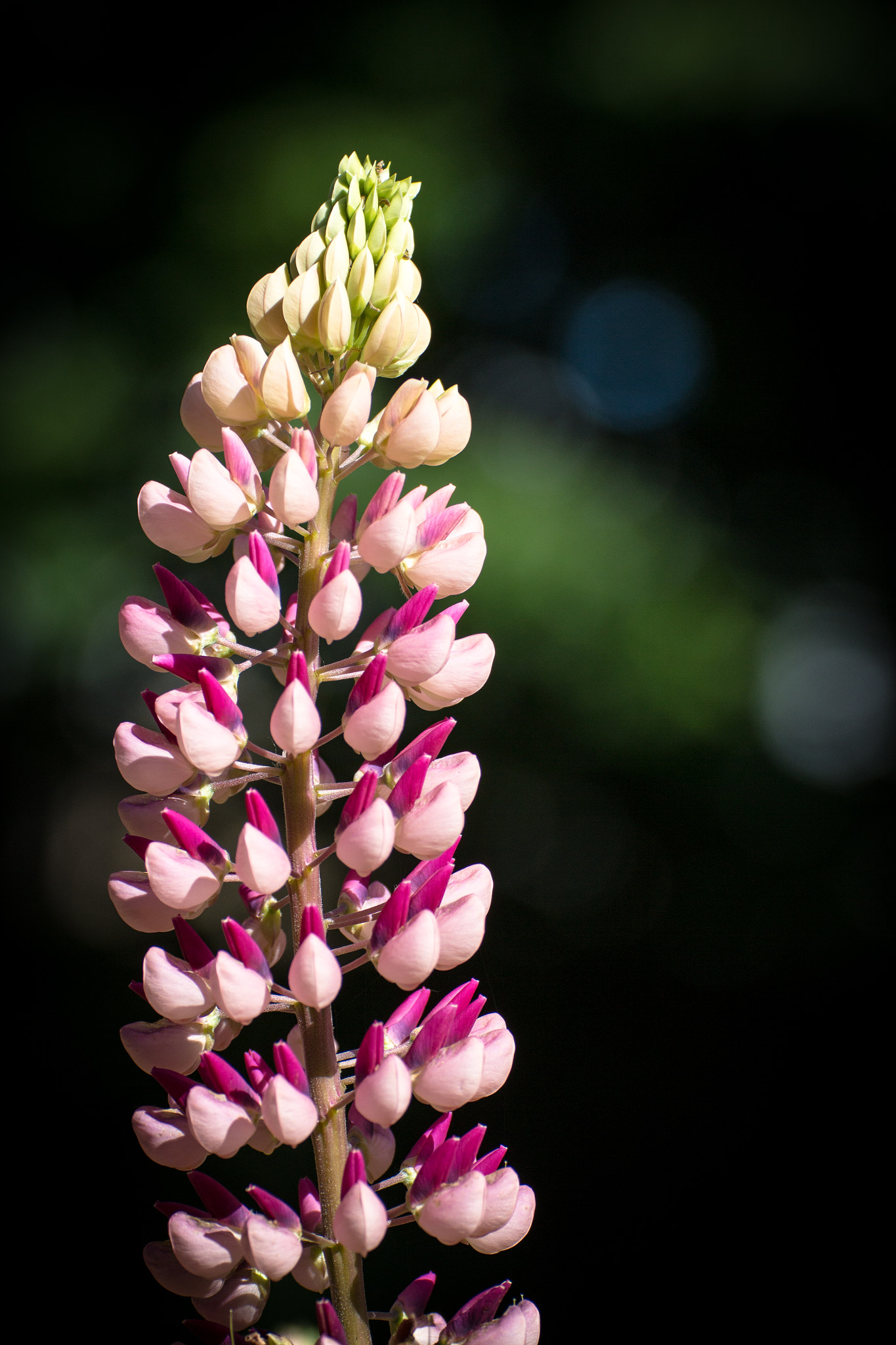 Canon EOS 650D (EOS Rebel T4i / EOS Kiss X6i) sample photo. Nature harmony photography