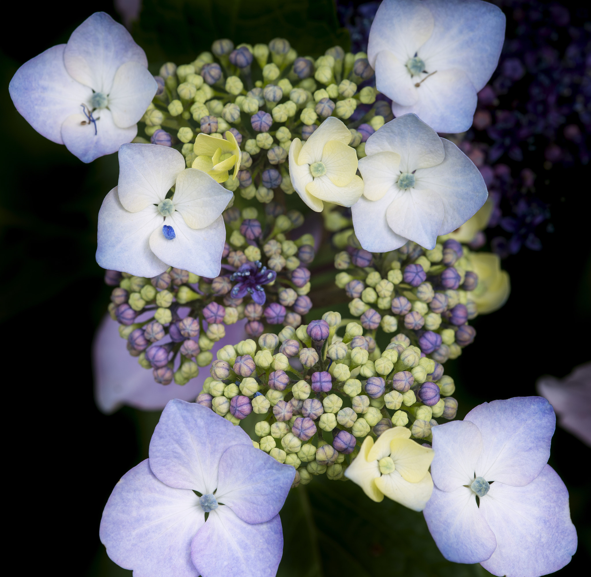 Nikon D800 + Sigma 105mm F2.8 EX DG Macro sample photo. Beautiful colorful summer hydrangea flower close up photography