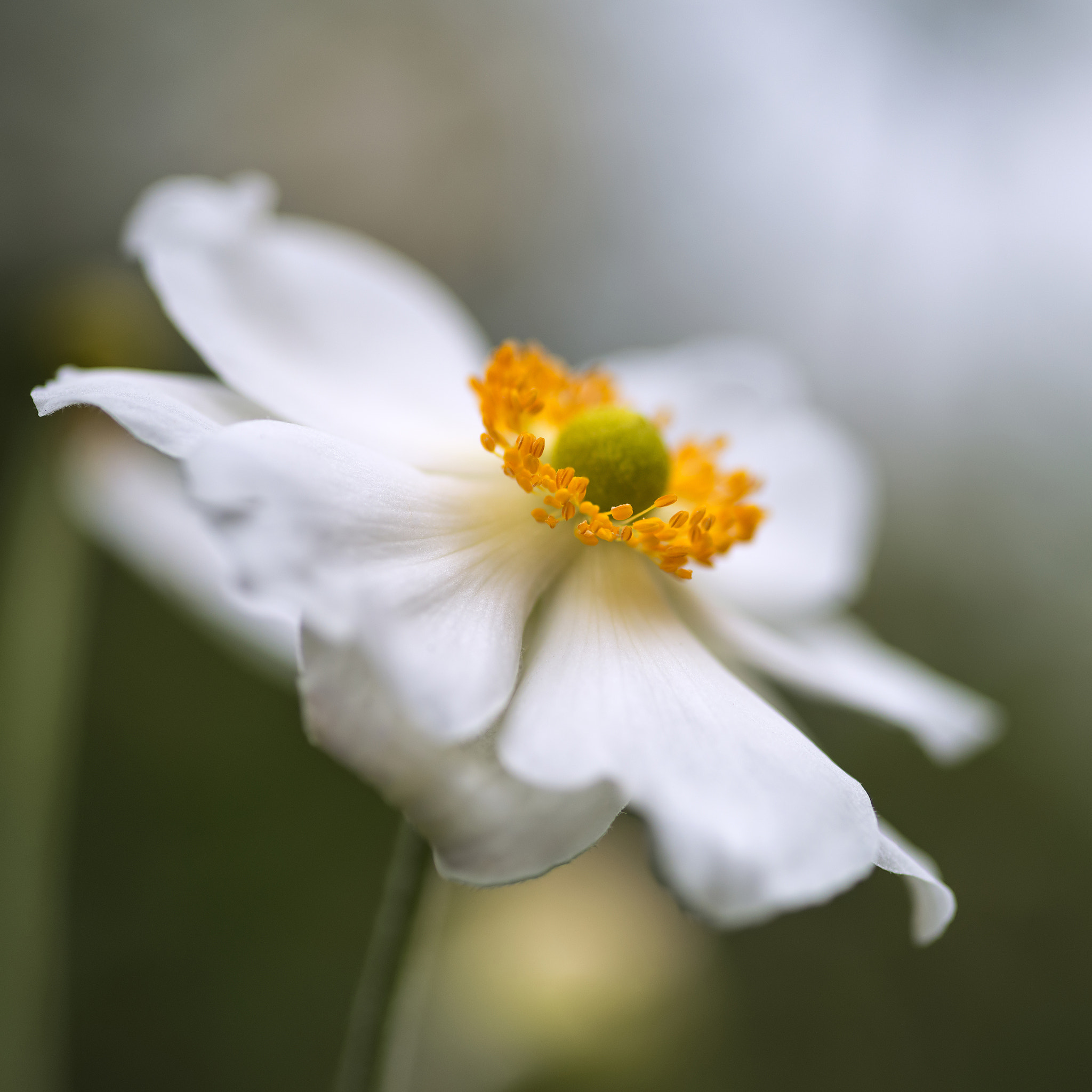 Nikon D800 + Sigma 105mm F2.8 EX DG Macro sample photo. Stunning close up image of white anemone flower in summer photography