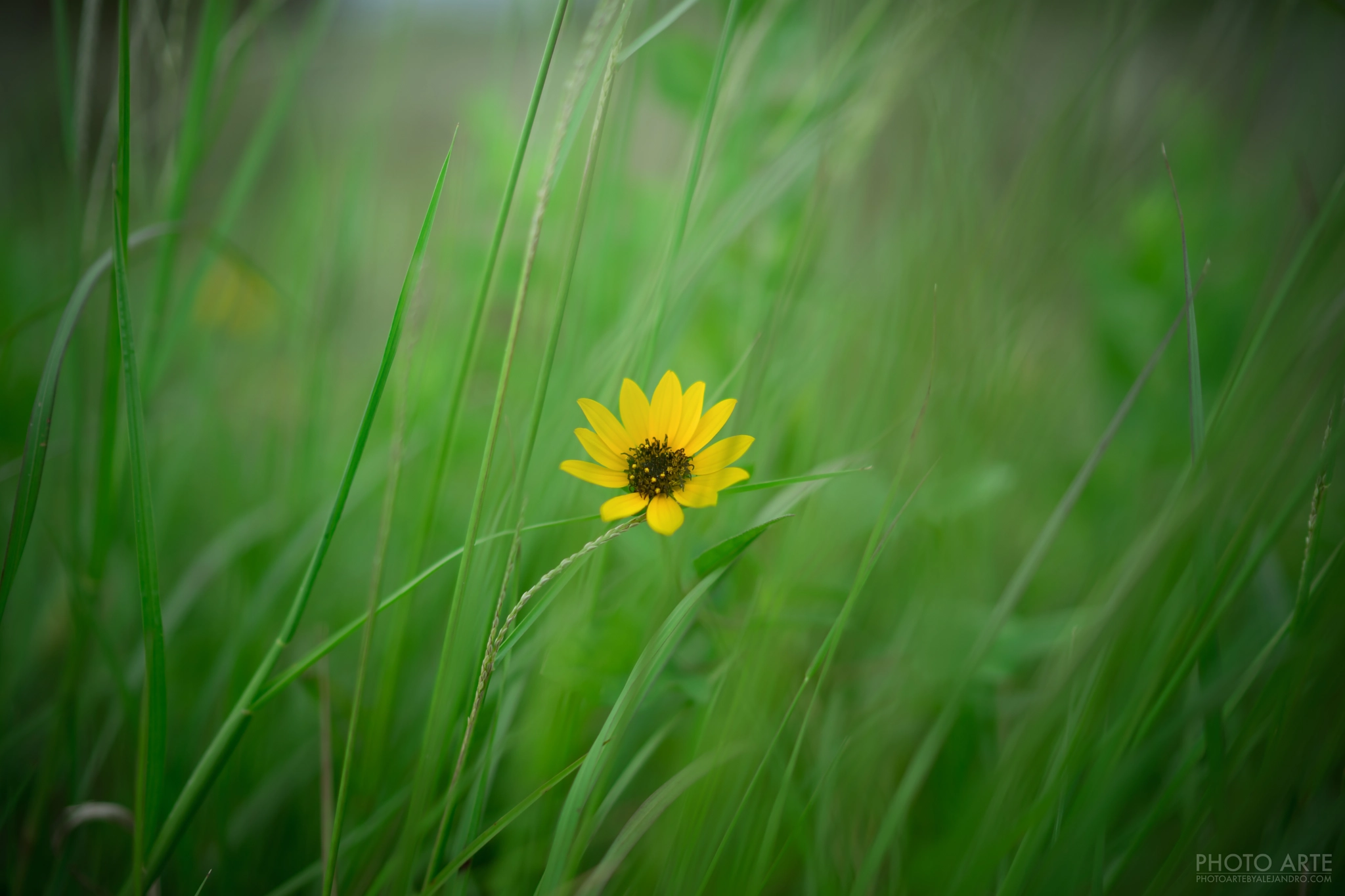 Sony a7 + Sony Distagon T* FE 35mm F1.4 ZA sample photo. Alone photography