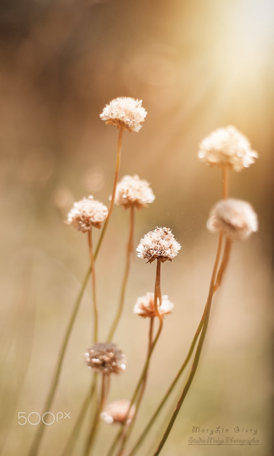 Canon EOS-1D Mark II sample photo. Golden hour photography
