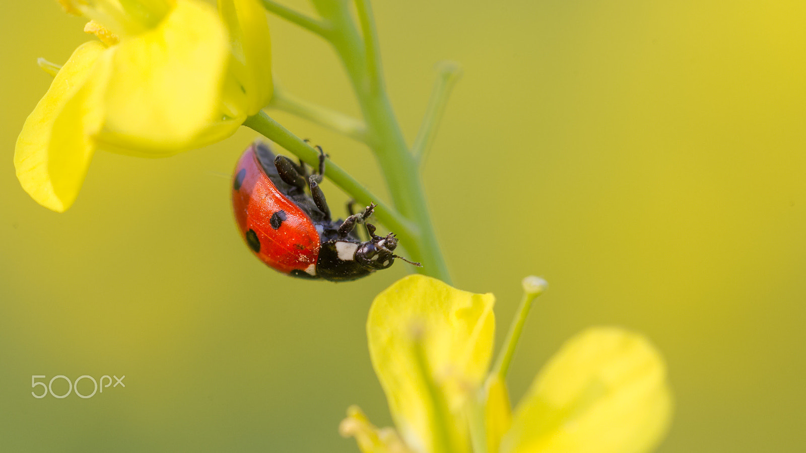 Canon EOS-1D Mark IV sample photo. Ladybird photography