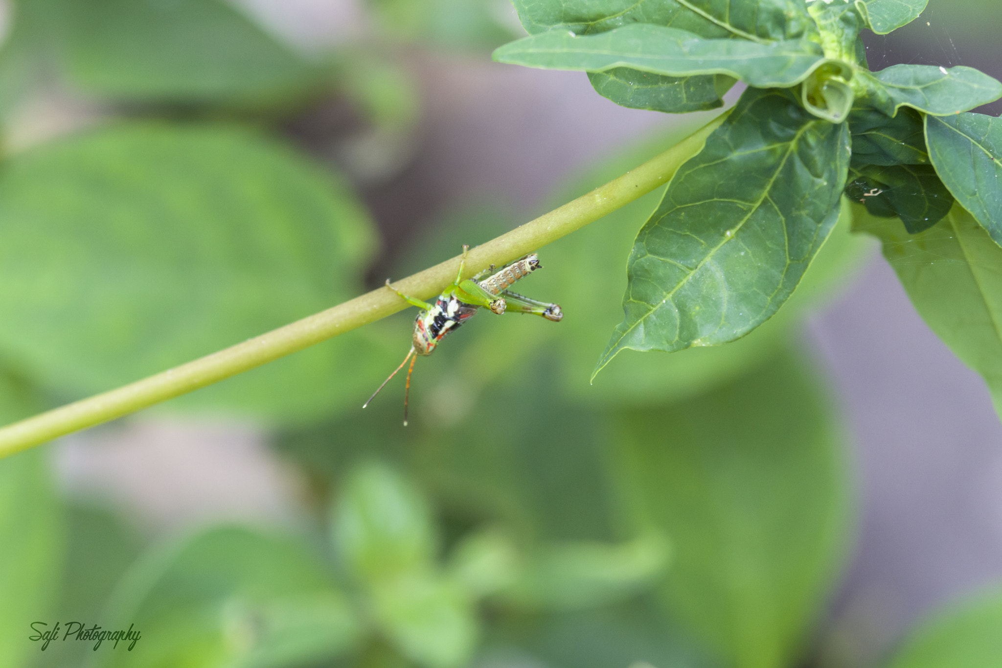 Canon EF-S 55-250mm F4-5.6 IS STM sample photo. Grasshopper photography