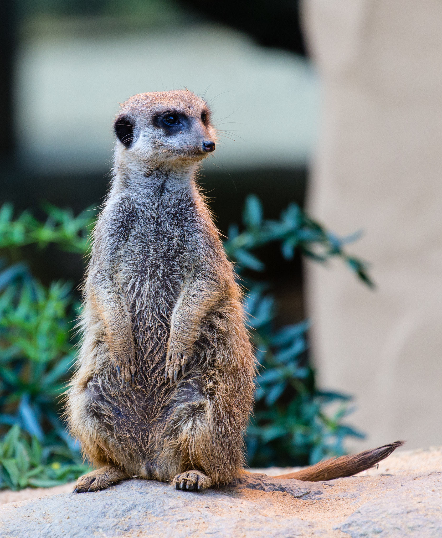 Canon EF 70-300mm F4-5.6L IS USM sample photo. Tierpark straubing 2016 photography