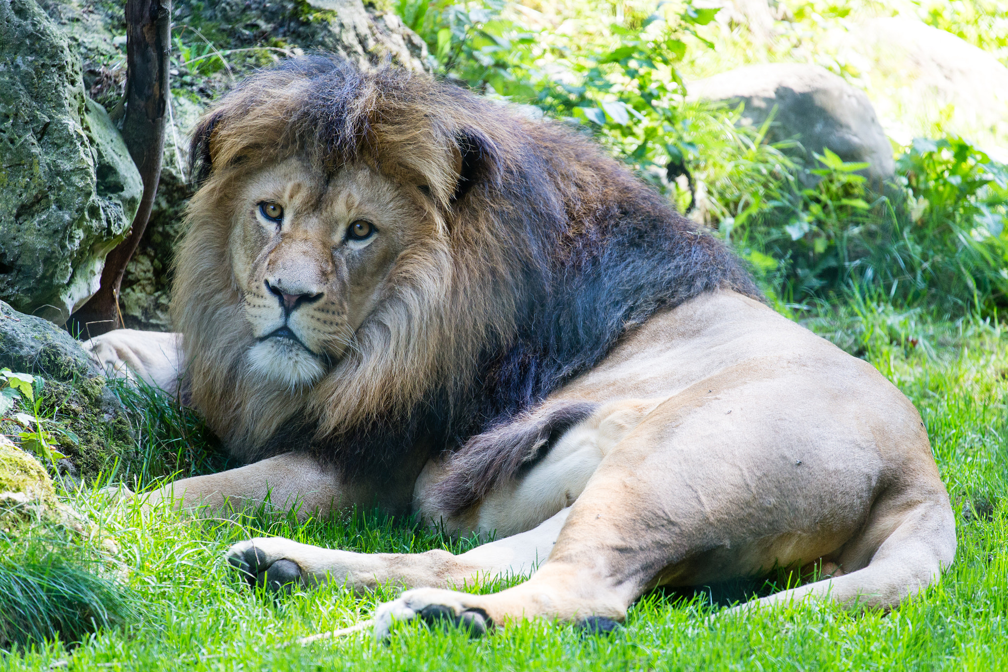 Canon EF 70-300mm F4-5.6L IS USM sample photo. Tierpark straubing 2016 photography