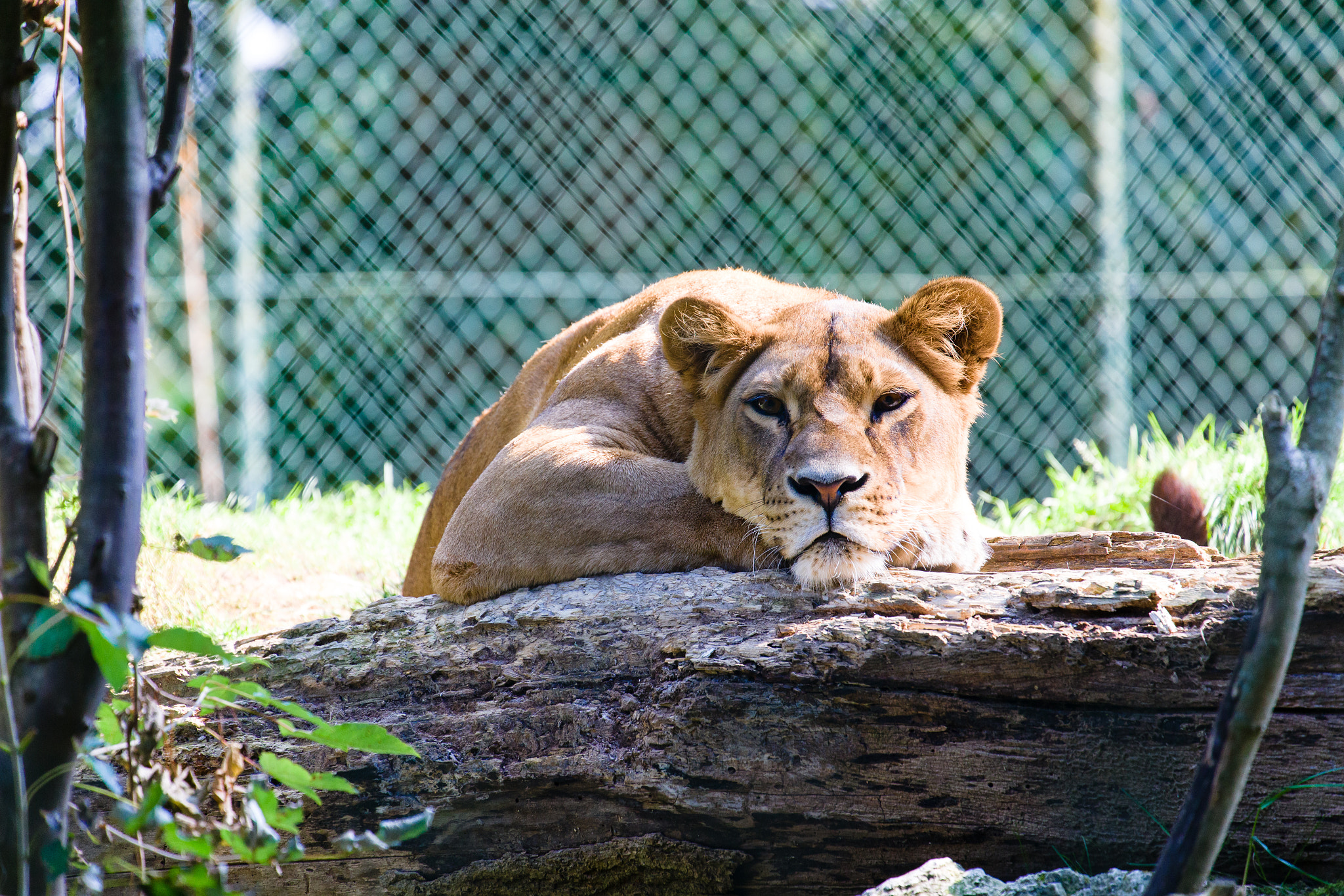 Canon EF 70-300mm F4-5.6L IS USM sample photo. Tierpark straubing 2016 photography