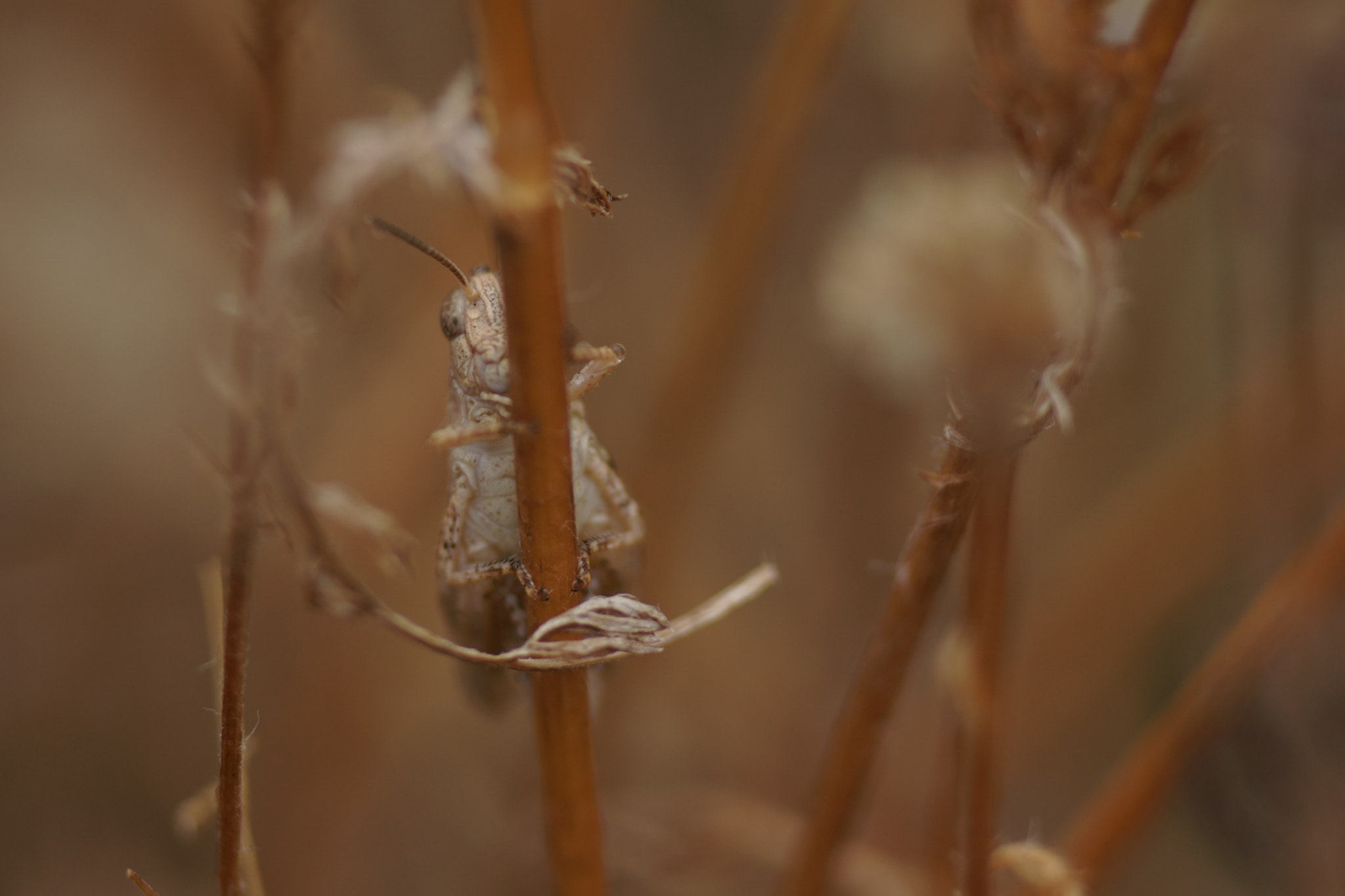 Sony a6000 + Tamron SP AF 90mm F2.8 Di Macro sample photo. Saltamontes común(ii) photography