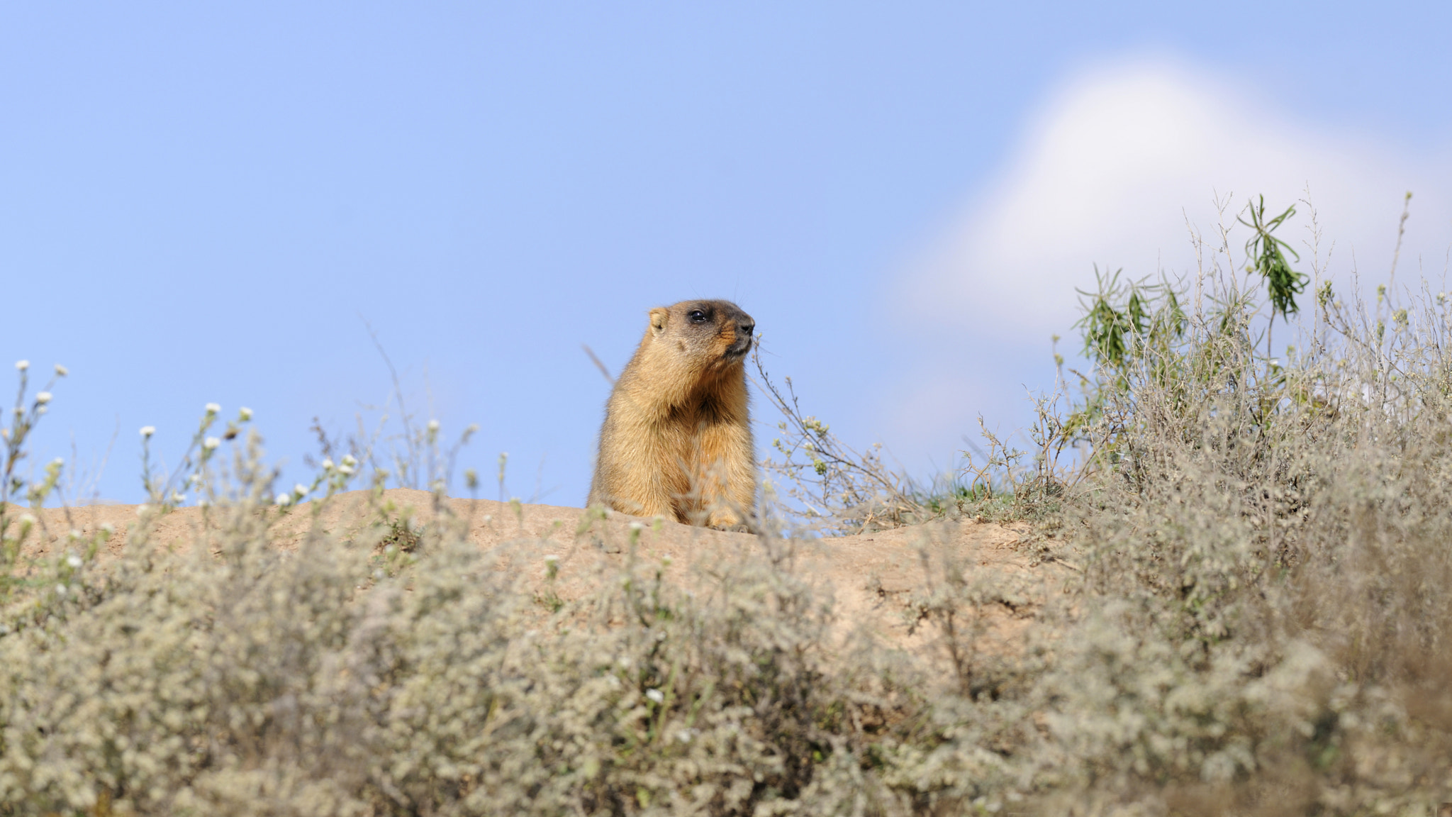 Nikon D300S + Nikon AF-S Nikkor 300mm F4D ED-IF sample photo. King of the hill photography