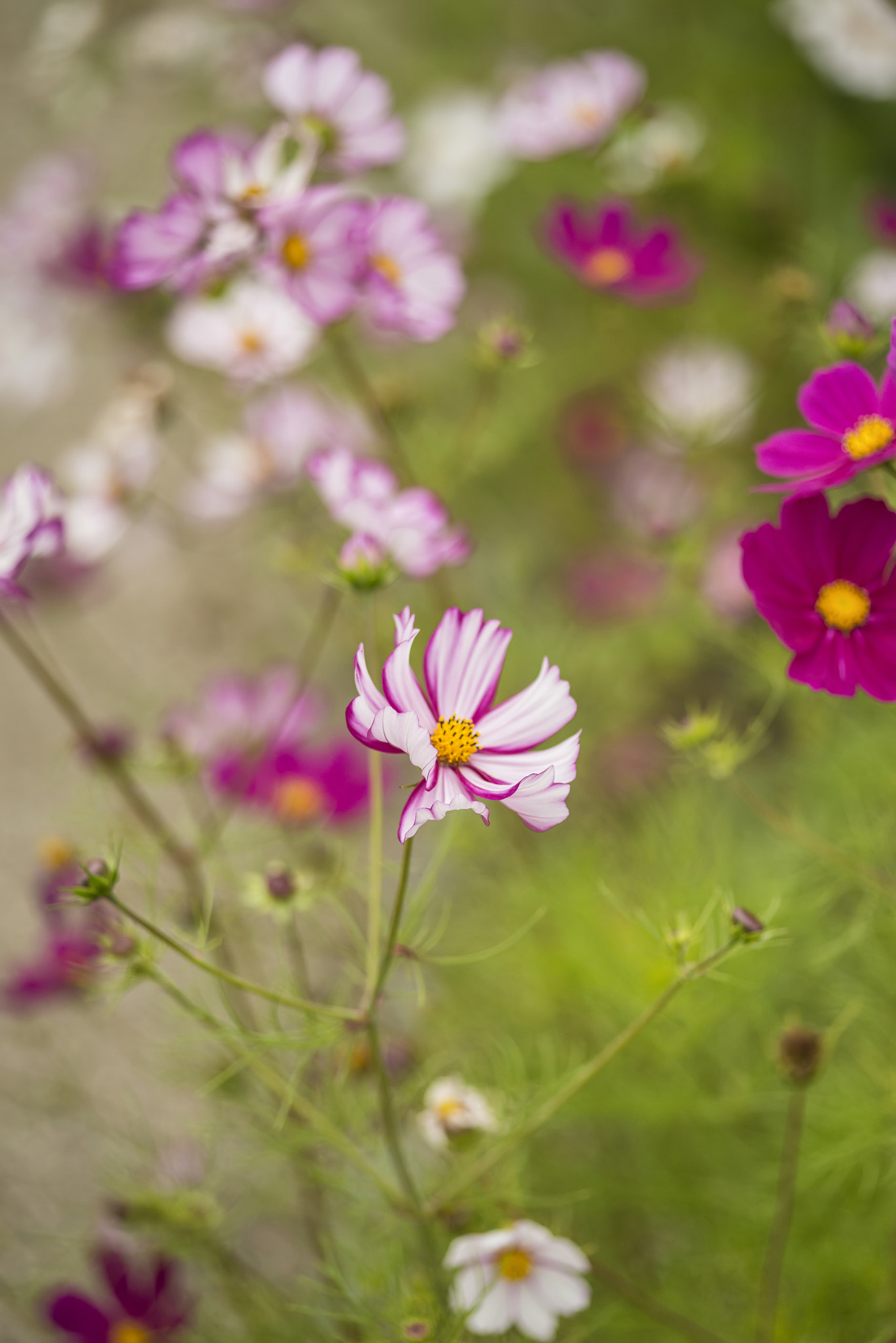 Nikon D800 + Sigma 105mm F2.8 EX DG Macro sample photo. Beautiful image of meadow of wild flowers in summer with pastel photography