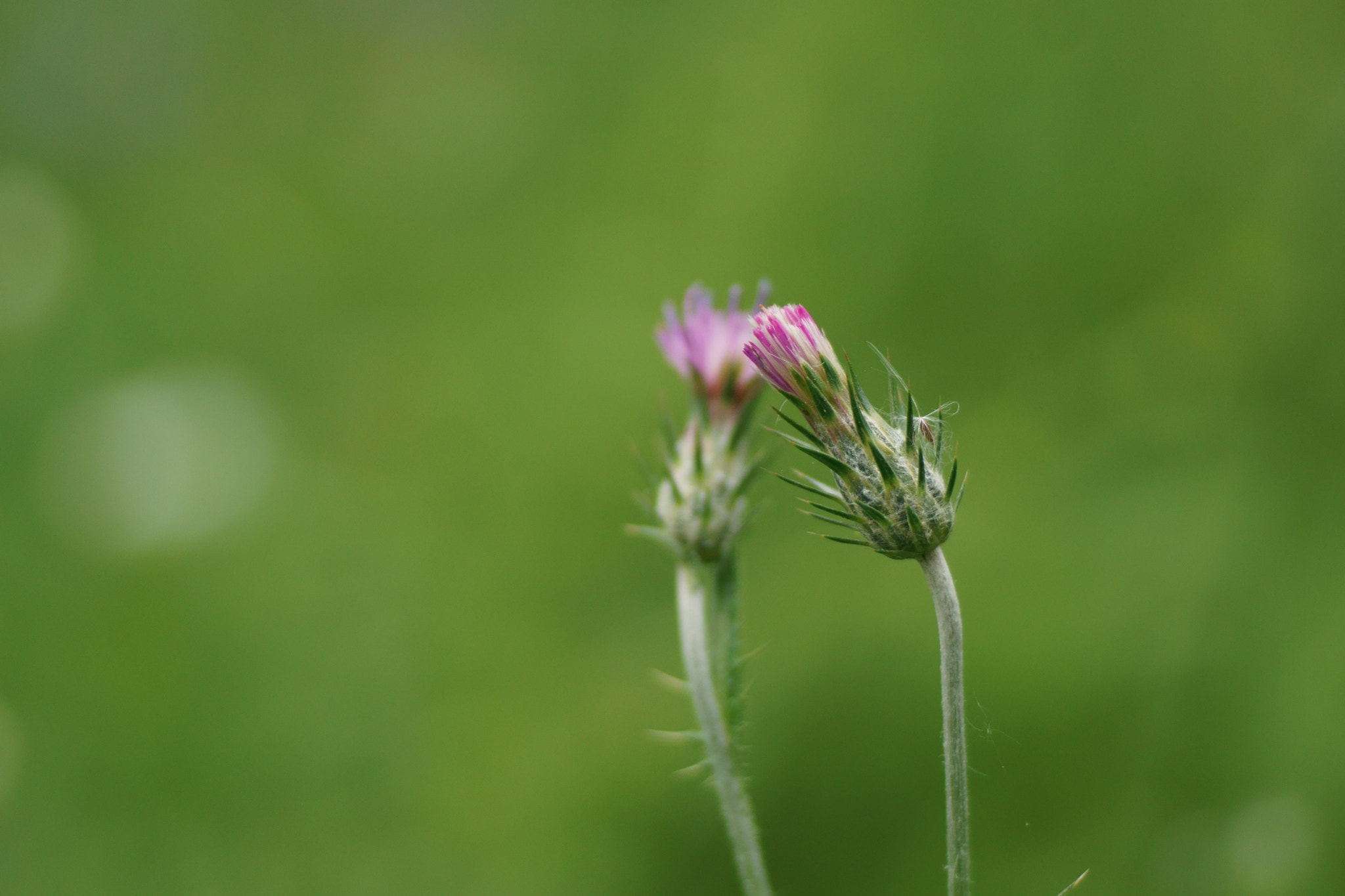 Sony a6000 + Tamron SP AF 90mm F2.8 Di Macro sample photo. Amistad photography