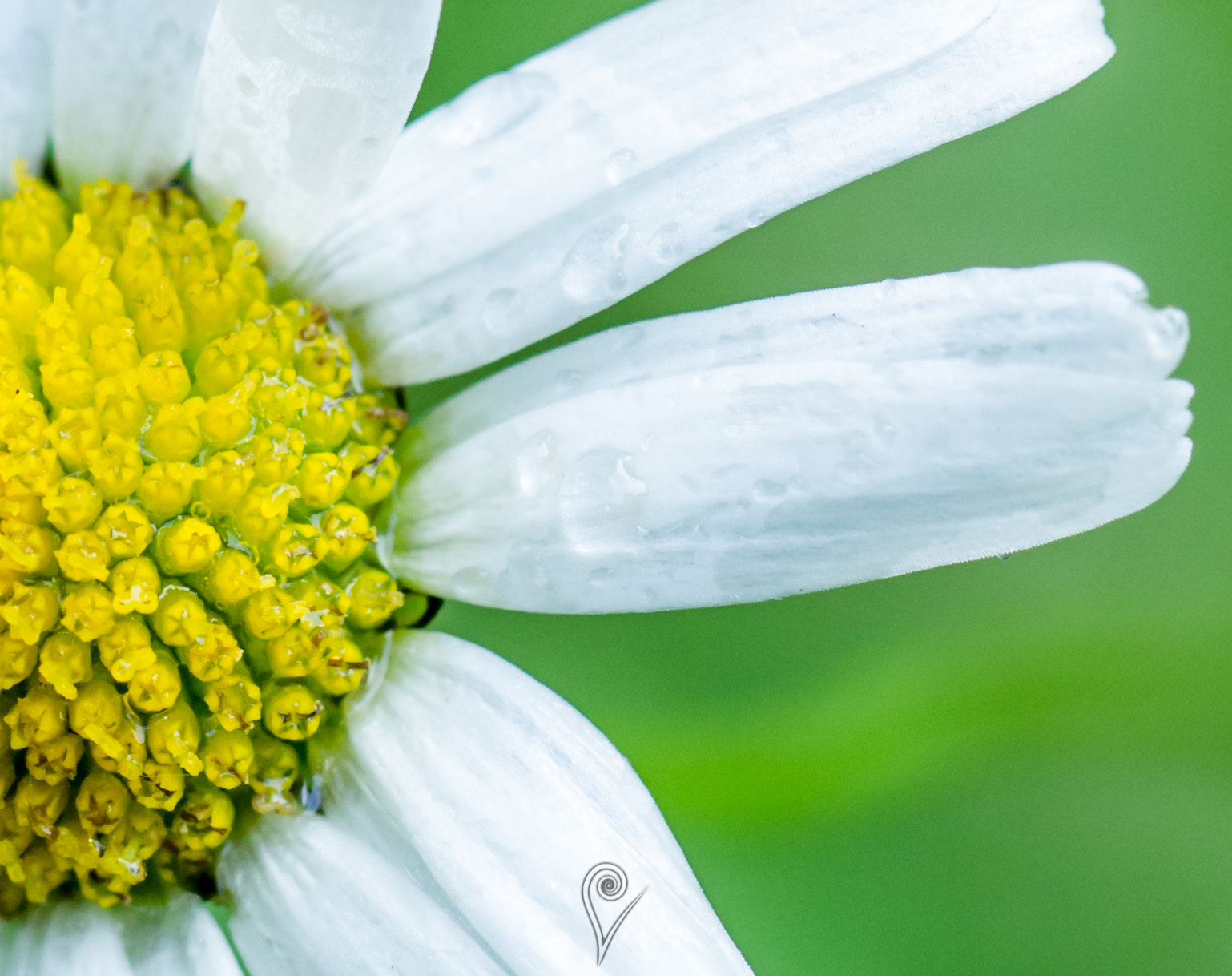 Canon EOS 600D (Rebel EOS T3i / EOS Kiss X5) + Canon EF 100mm F2.8L Macro IS USM sample photo. Leucanthemum vulgare agg. photography