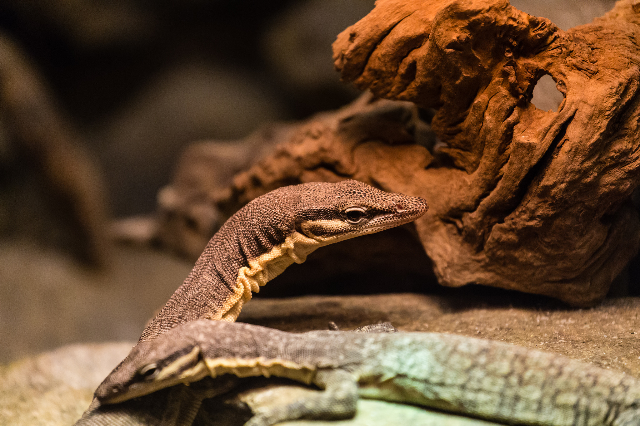 Canon EF 70-300mm F4-5.6L IS USM sample photo. Tierpark straubing 2016 photography