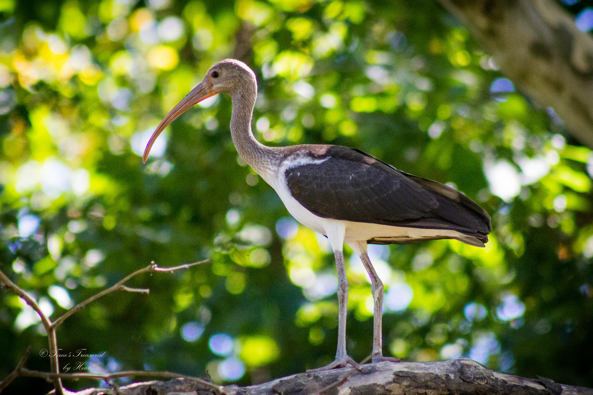 Canon EF 75-300mm f/4-5.6 USM sample photo. This is the juvenile white ibis, perched in his tr ... photography
