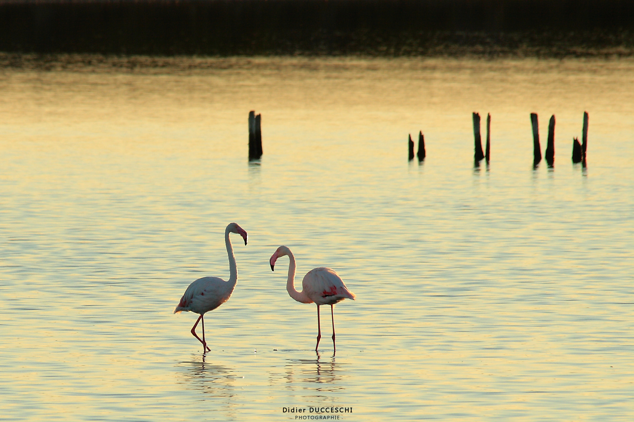 Sigma 150-500mm F5-6.3 DG OS HSM sample photo. Sunrise on the salt lake photography