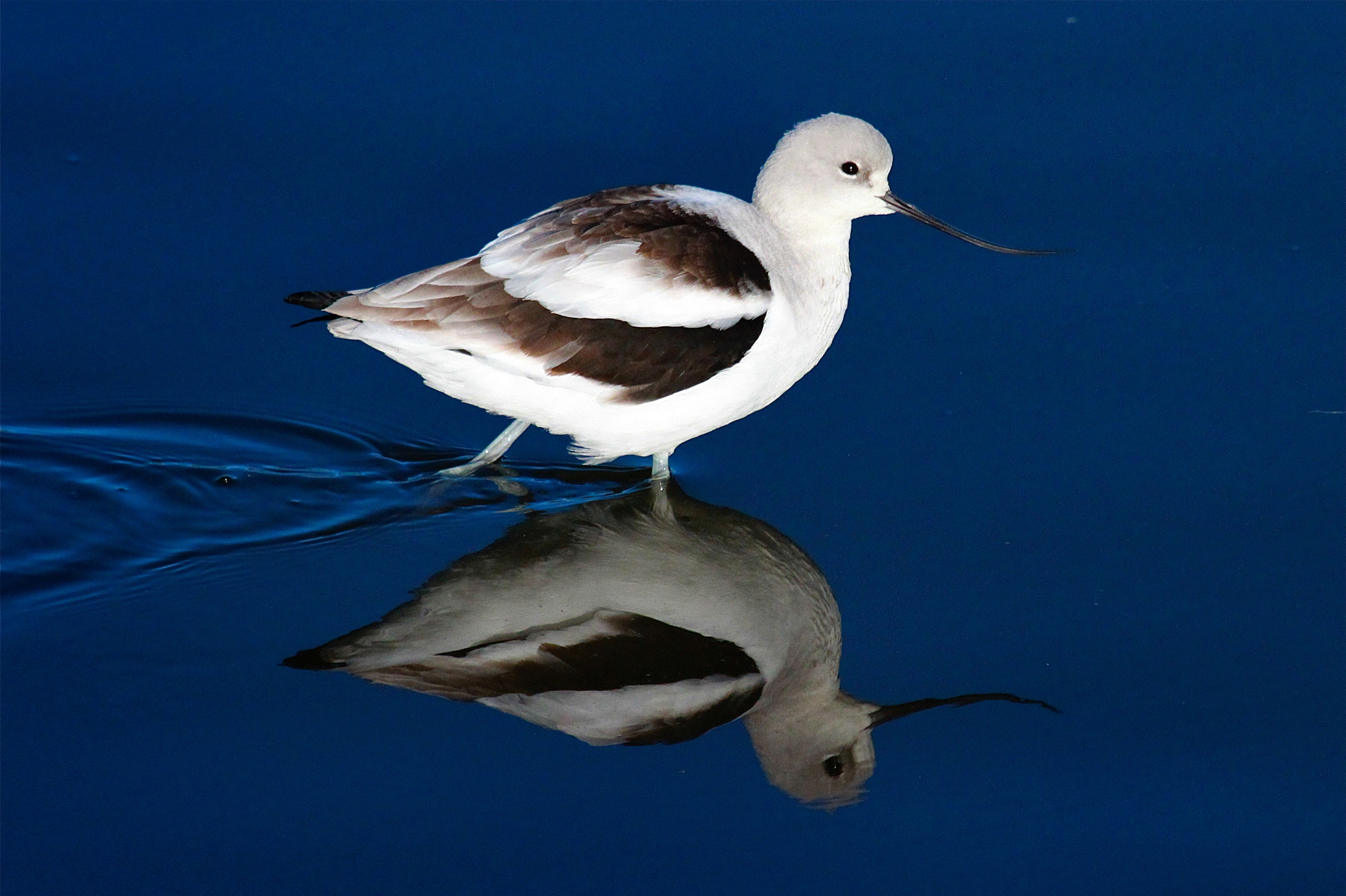 Canon EF 100-400mm F4.5-5.6L IS USM sample photo. American avocet photography