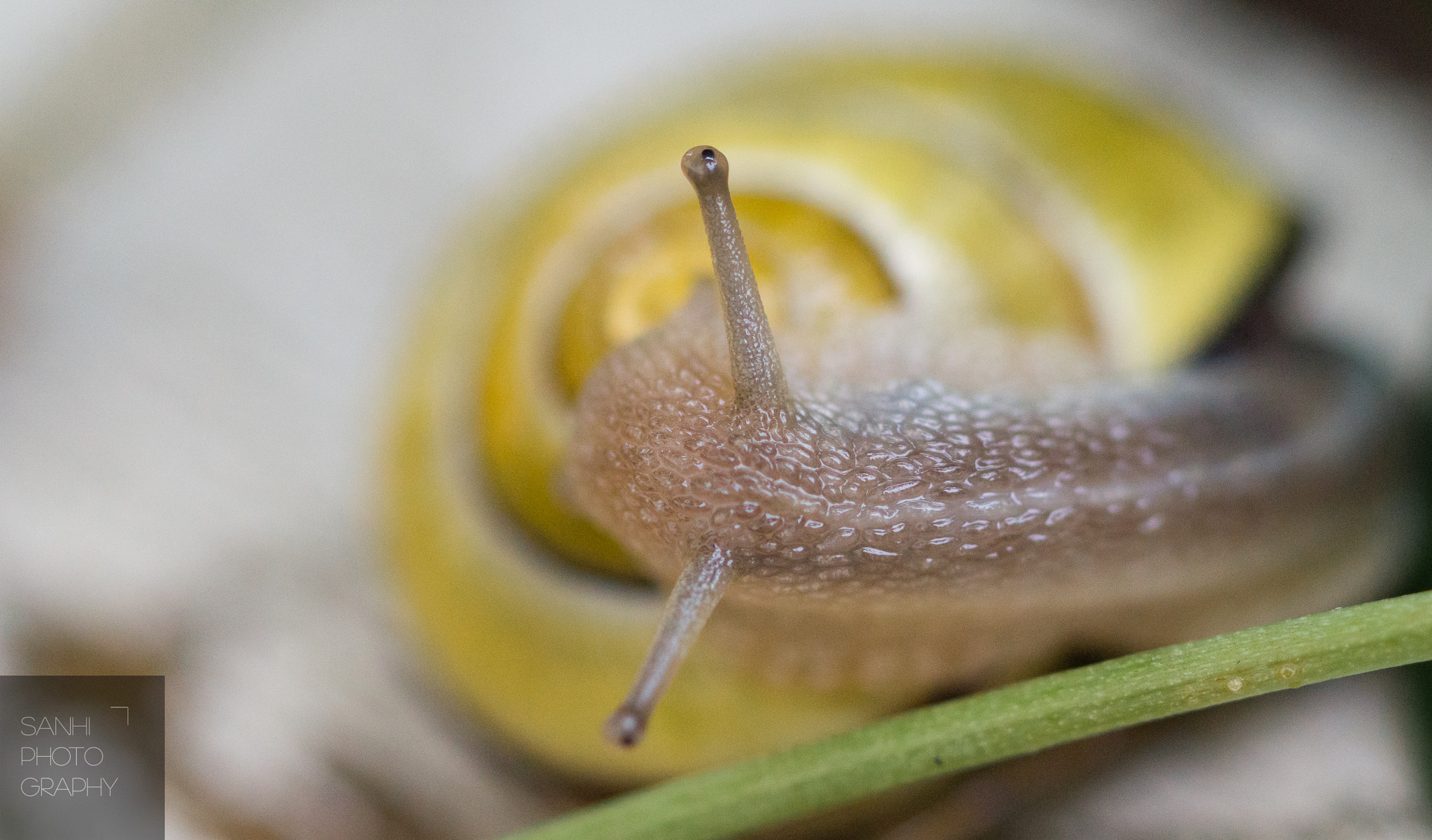 Sony SLT-A58 + 90mm F2.8 Macro SSM sample photo. Slug photography