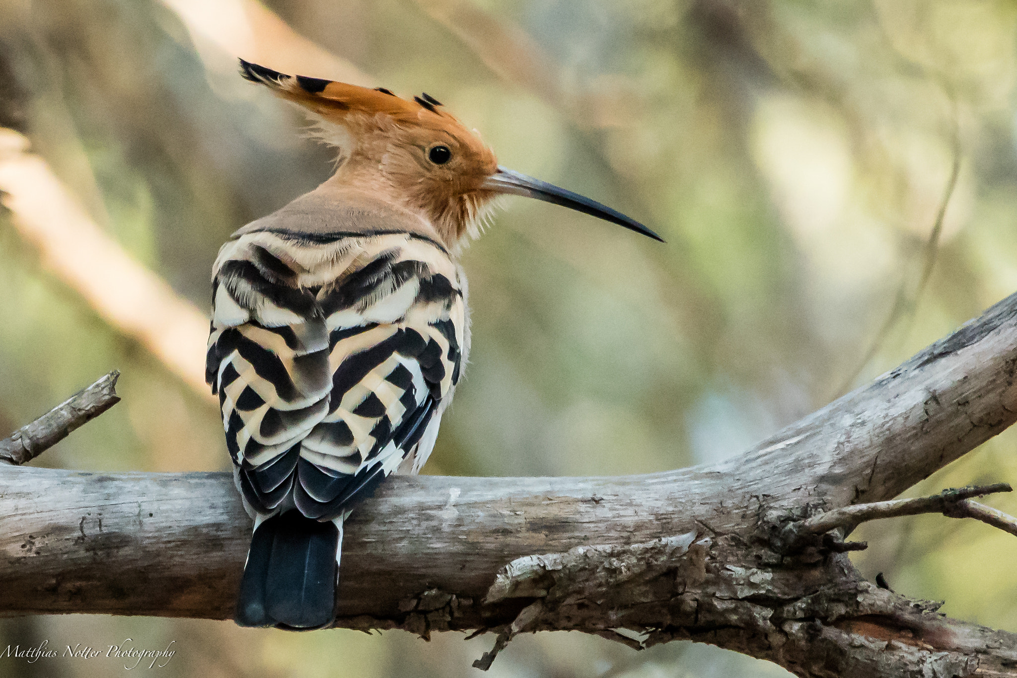 Canon EF 100-400mm F4.5-5.6L IS USM sample photo. Hoopoe mallorca photography