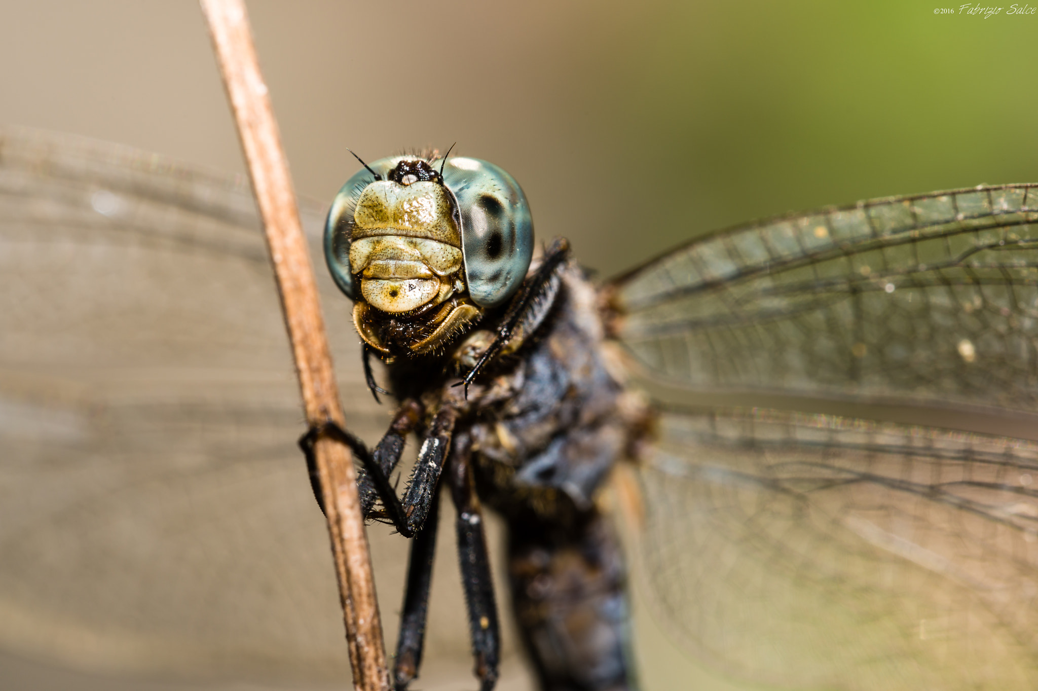 Sigma 150mm F2.8 EX DG OS Macro HSM sample photo. Dragonfly.jpg photography