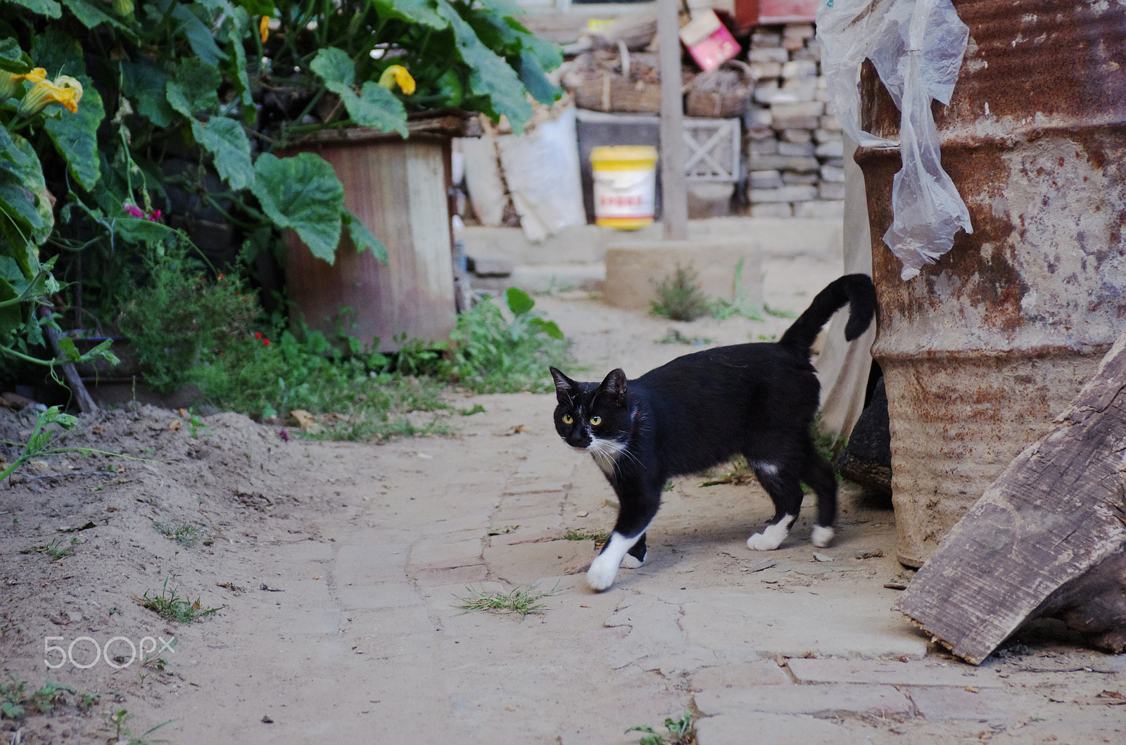 Pentax K-5 + Pentax smc DA 17-70mm F4.0 AL (IF) SDM sample photo. 一只猫 photography