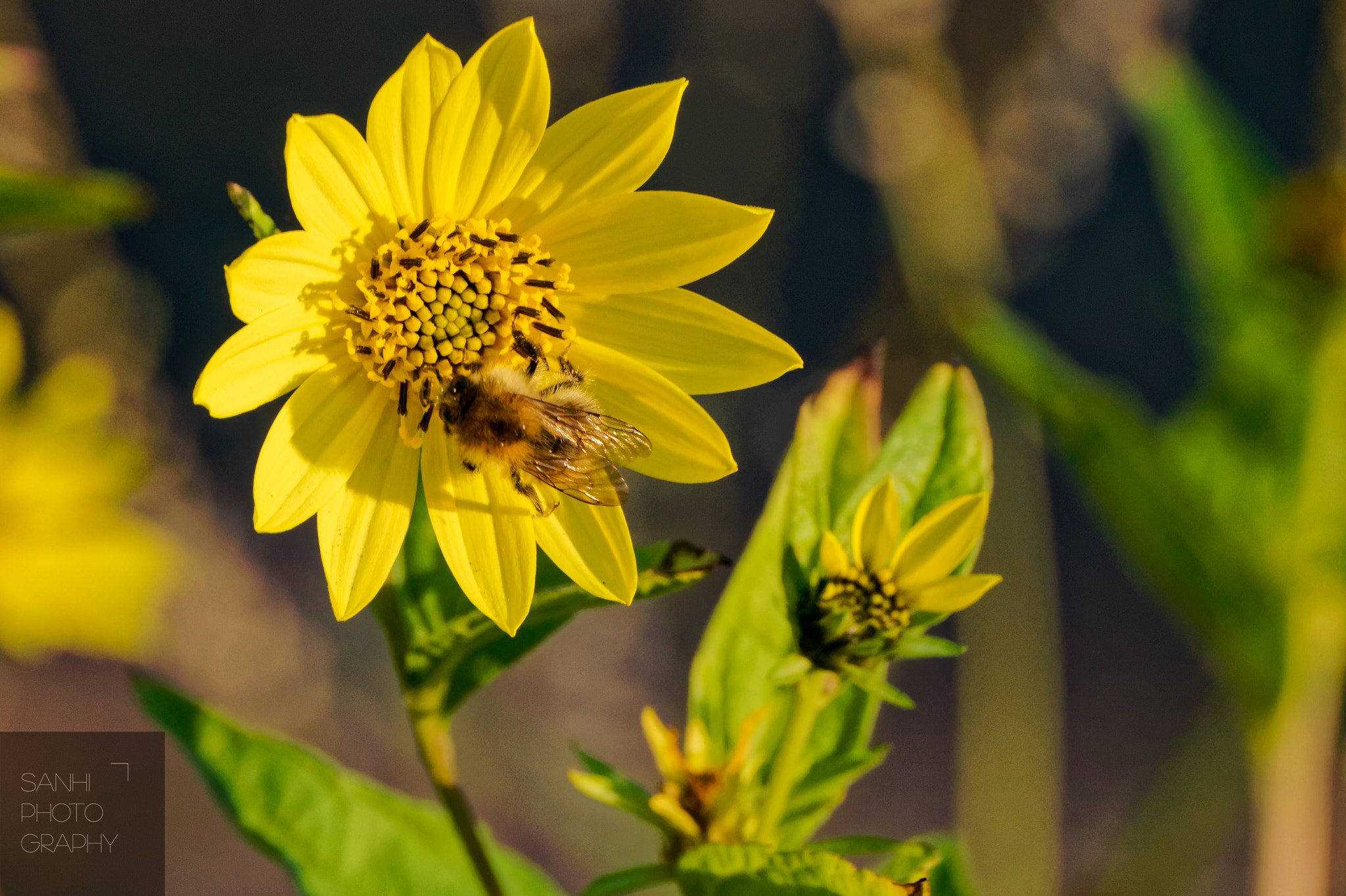 Tamron SP 70-300mm F4-5.6 Di USD sample photo. Bee at work photography