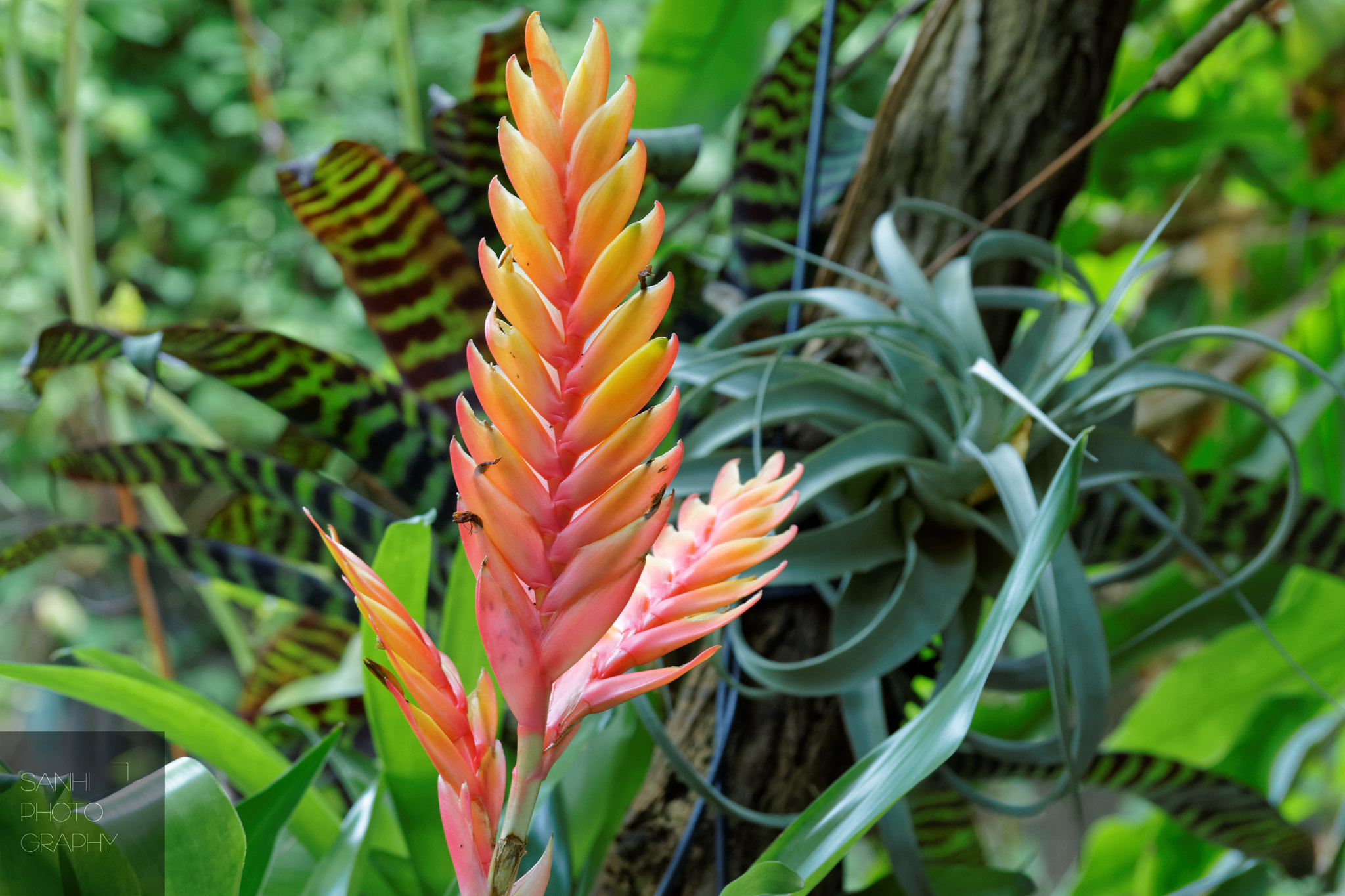 Sony Alpha DSLR-A580 sample photo. Topical photography