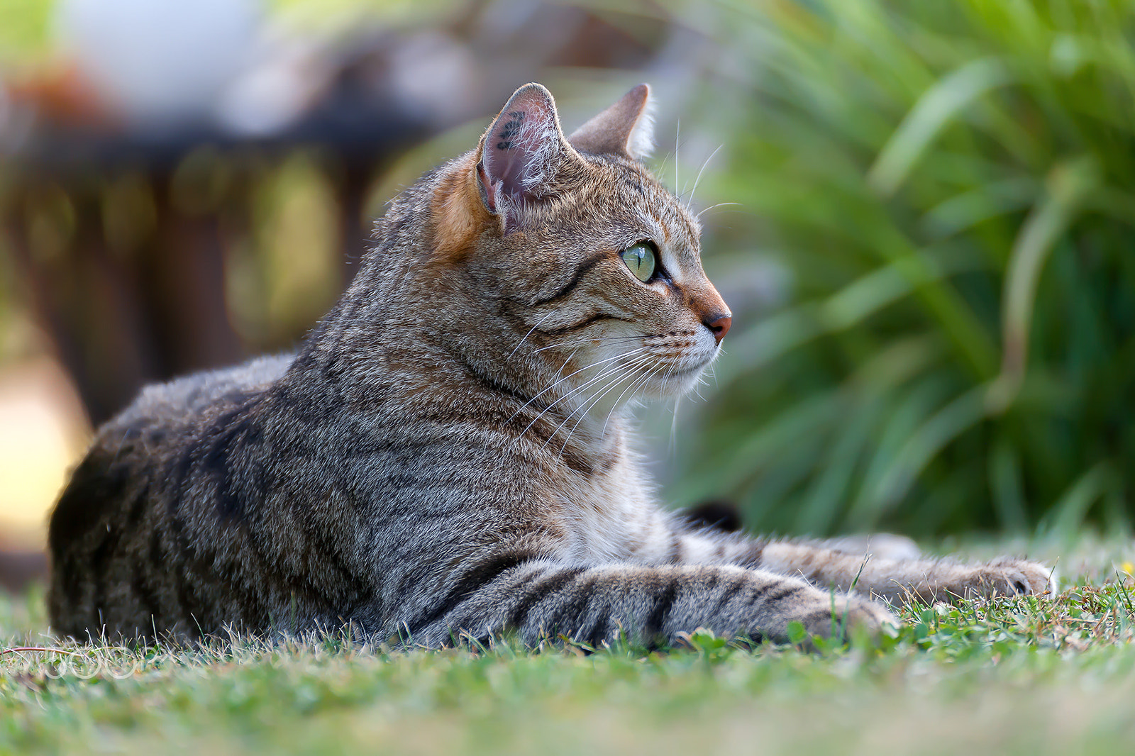 Tamron SP 35mm F1.8 Di VC USD sample photo. Cat portrait miko photography