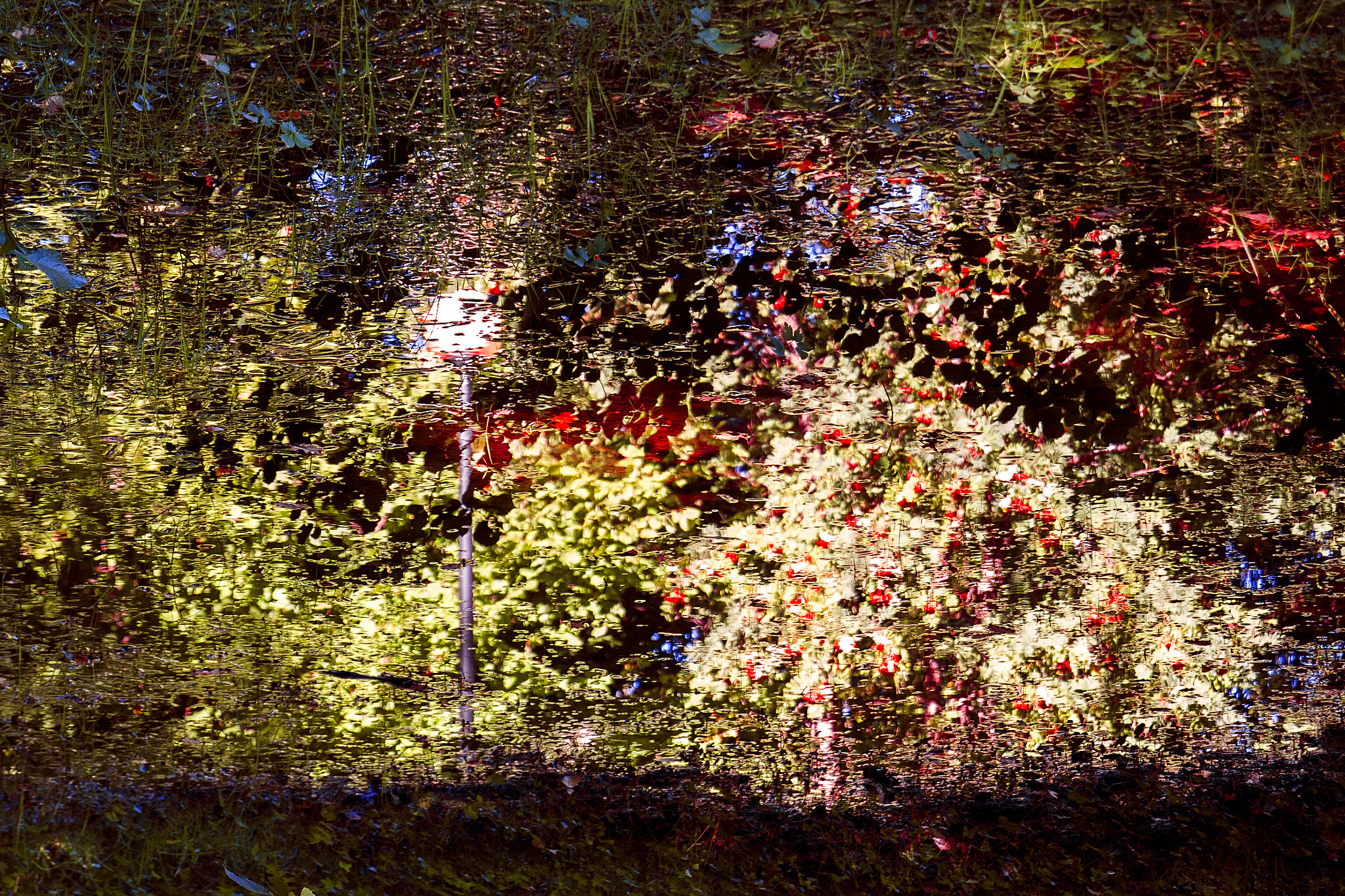 Canon EOS 1000D (EOS Digital Rebel XS / EOS Kiss F) sample photo. Fantasy forest in surreal colors. photography