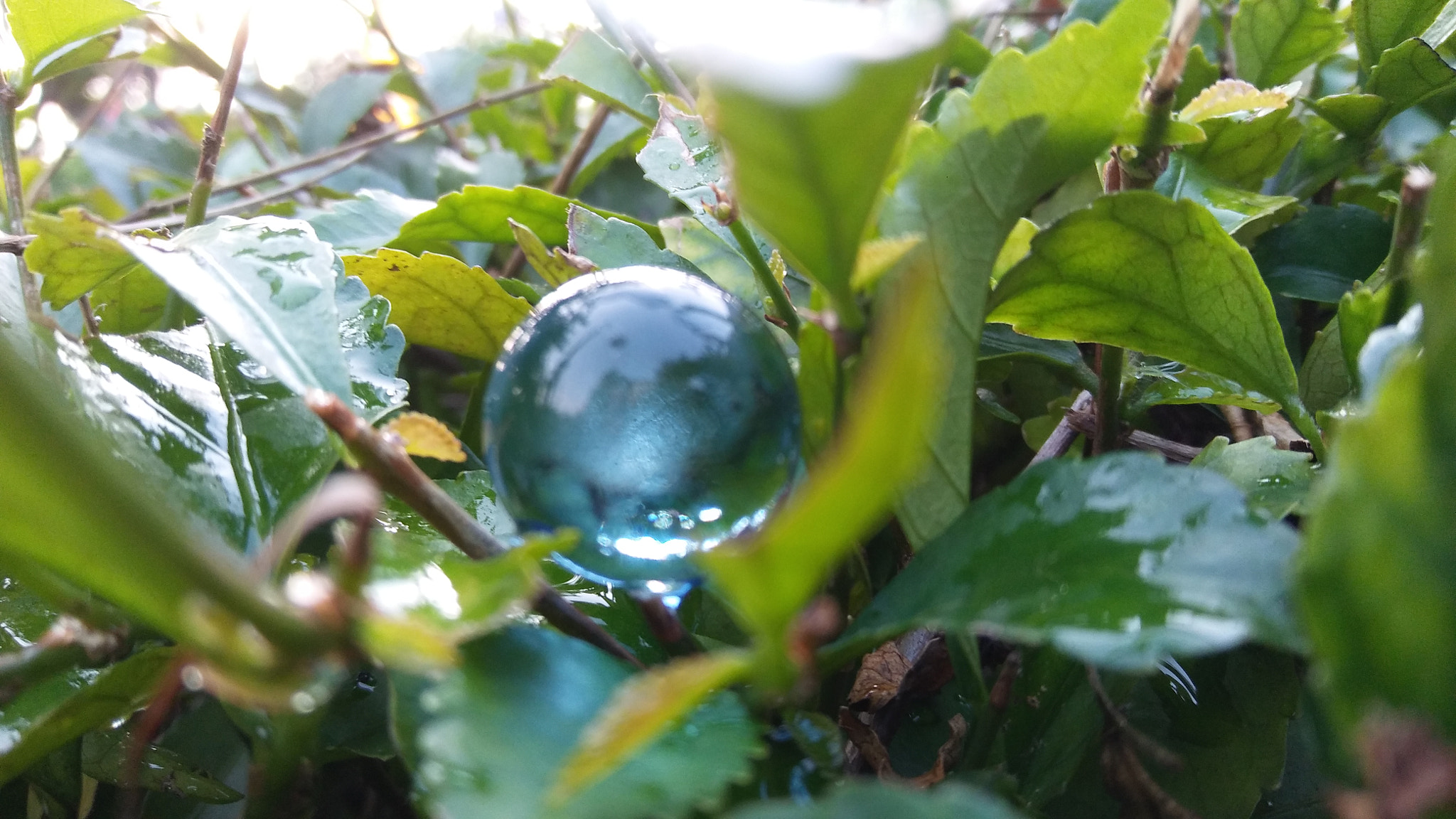 LG K520 sample photo. Leaf and marbles photography