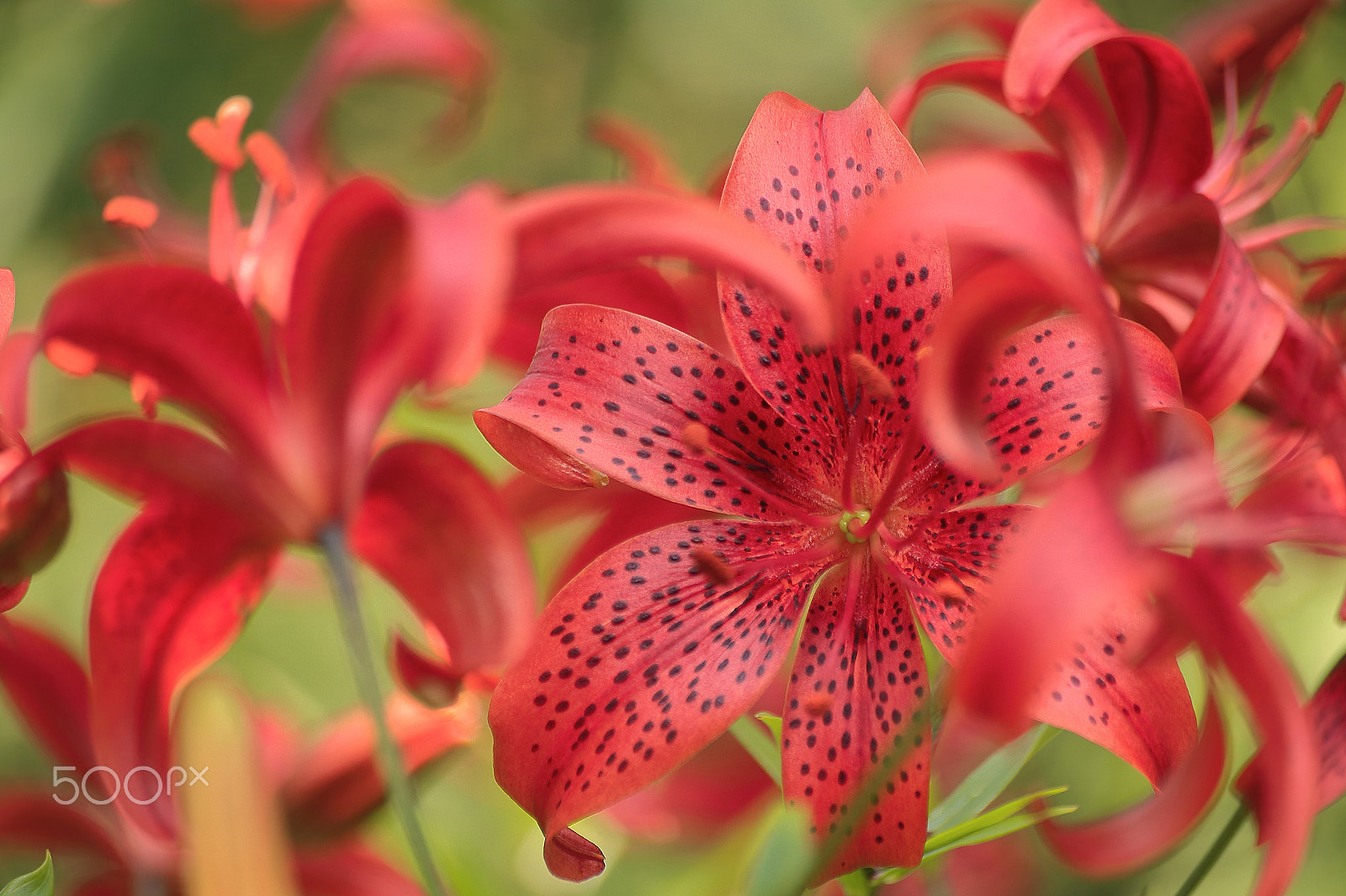 Sigma 70-300mm F4-5.6 APO DG Macro sample photo. Red lily photography