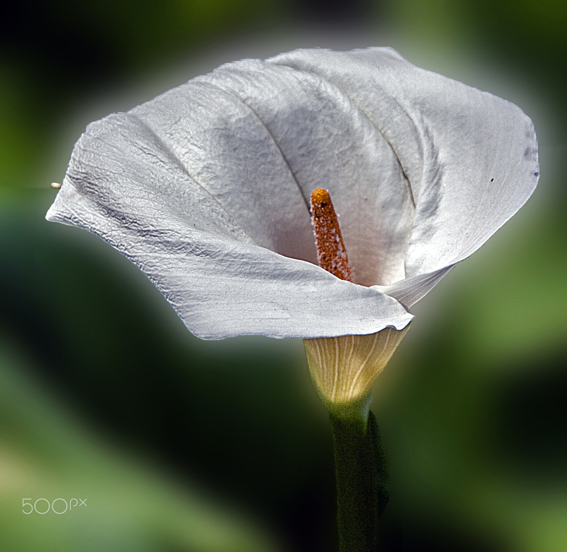 Sigma 18-250mm F3.5-6.3 DC OS HSM sample photo. Lilly photography