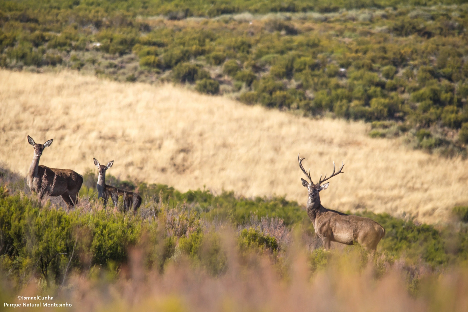 Sigma 150-500mm F5-6.3 DG OS HSM sample photo. Brama - 2016 photography