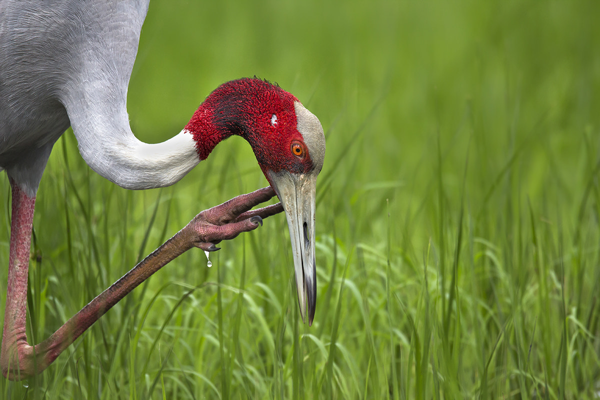 150-600mm F5-6.3 DG OS HSM | Sports 014 sample photo. Saras crane photography