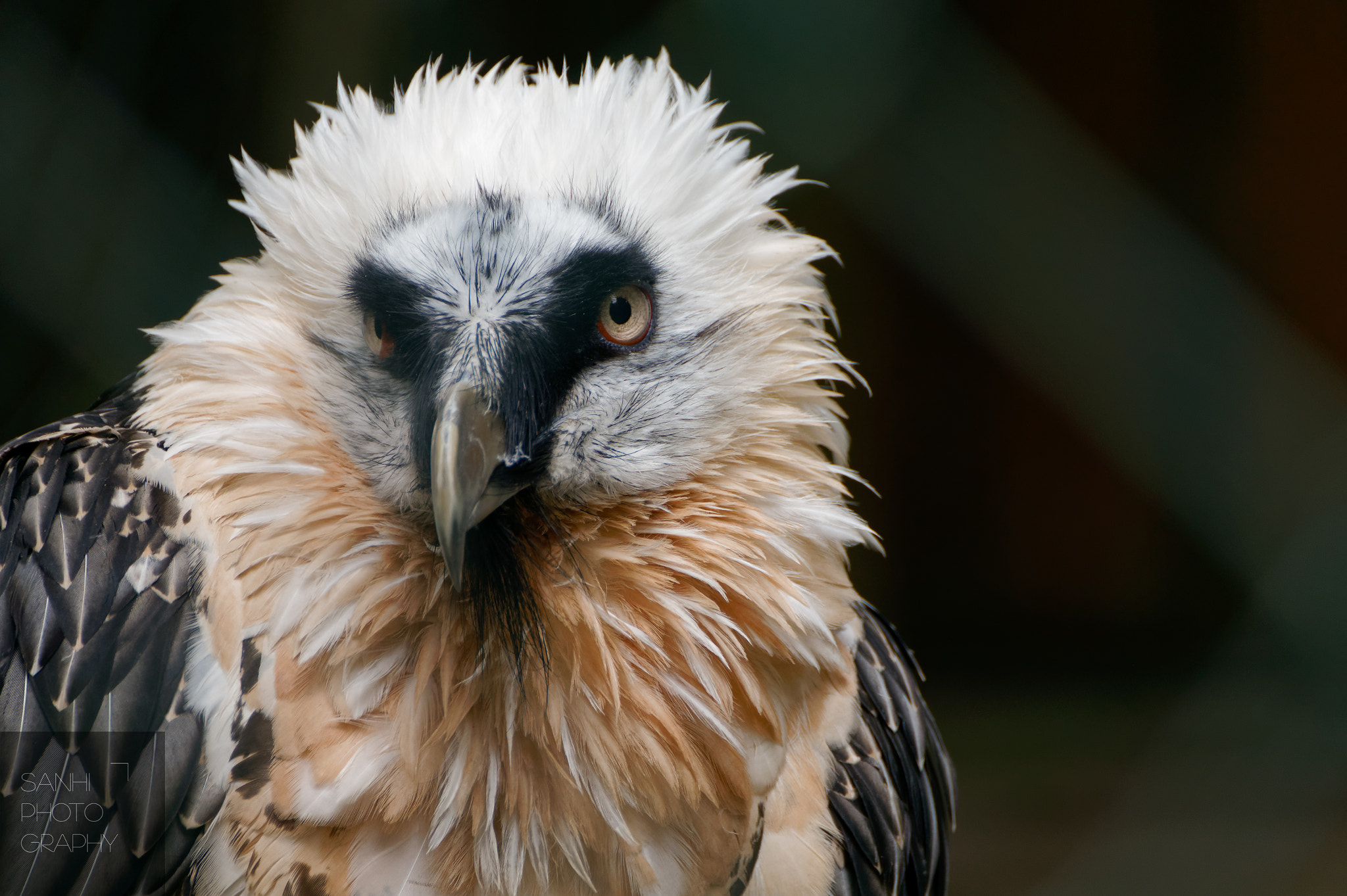 Tamron SP 70-300mm F4-5.6 Di USD sample photo. Vulture photography