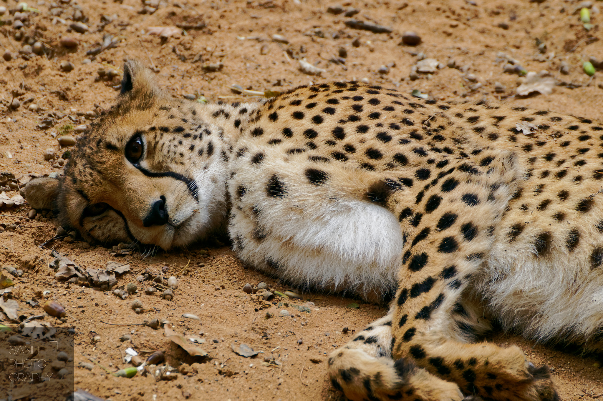 Tamron SP 70-300mm F4-5.6 Di USD sample photo. Cheetah photography
