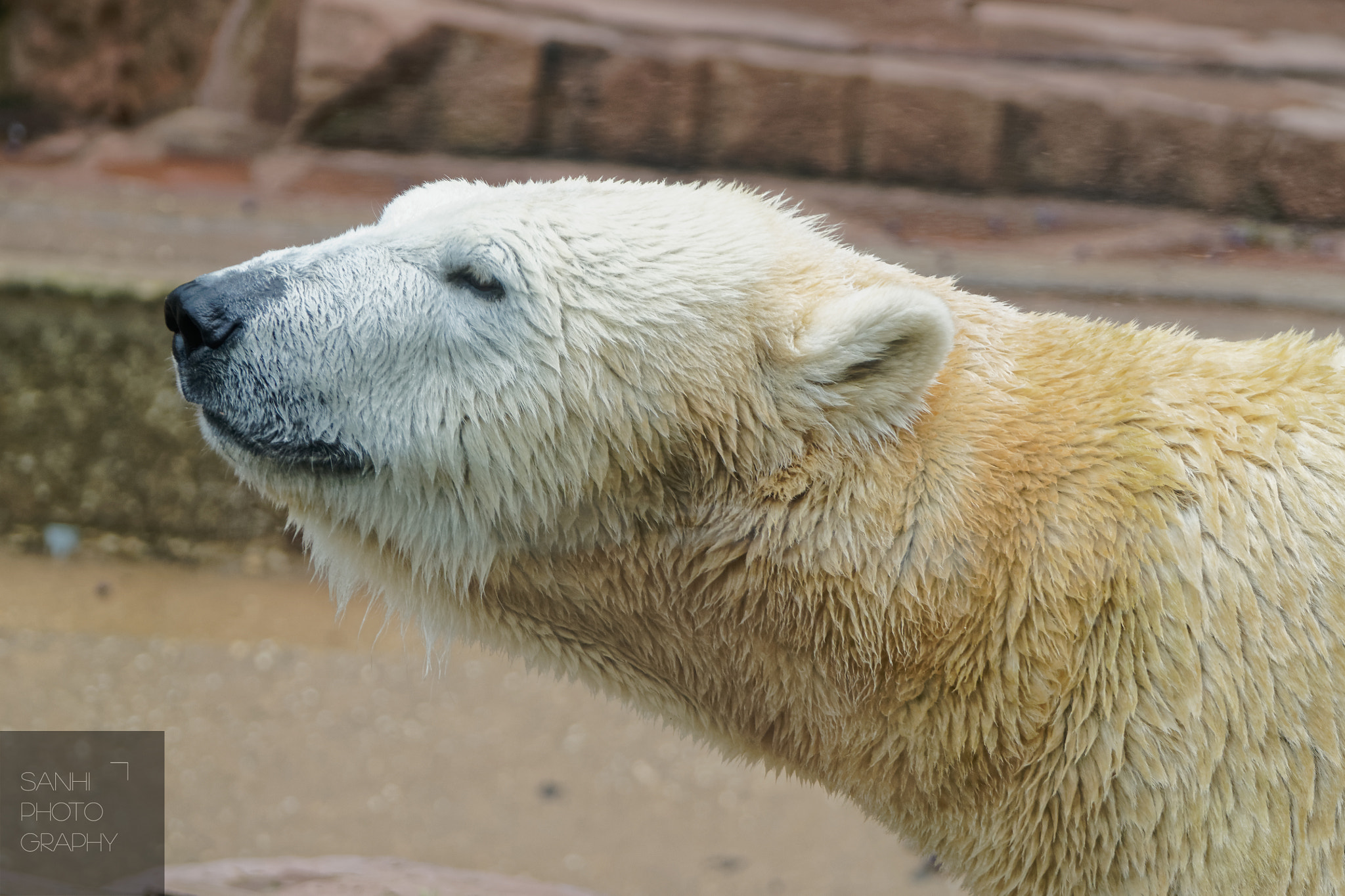Tamron SP 70-300mm F4-5.6 Di USD sample photo. Icebear photography