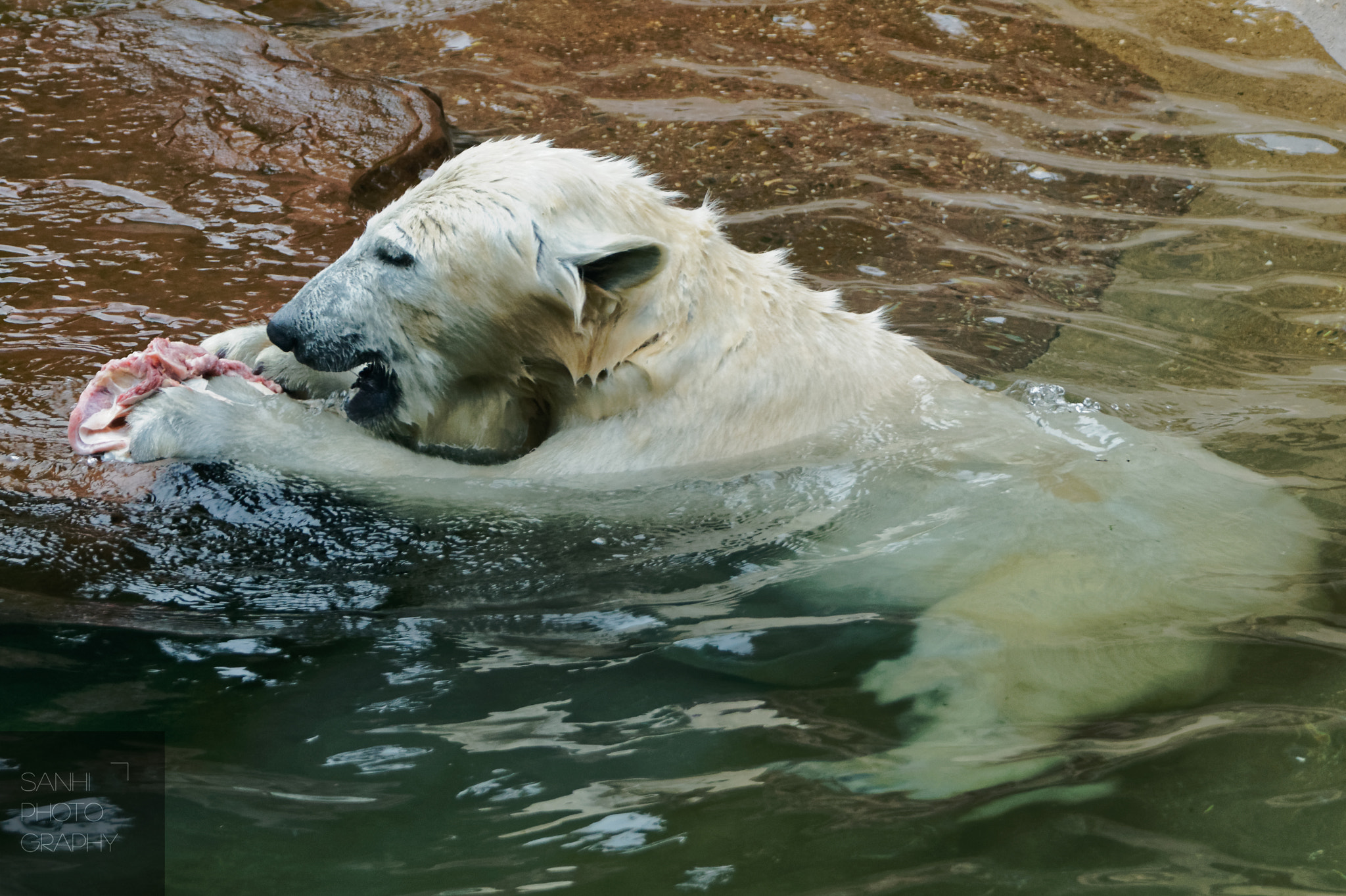 Tamron SP 70-300mm F4-5.6 Di USD sample photo. Icebear photography
