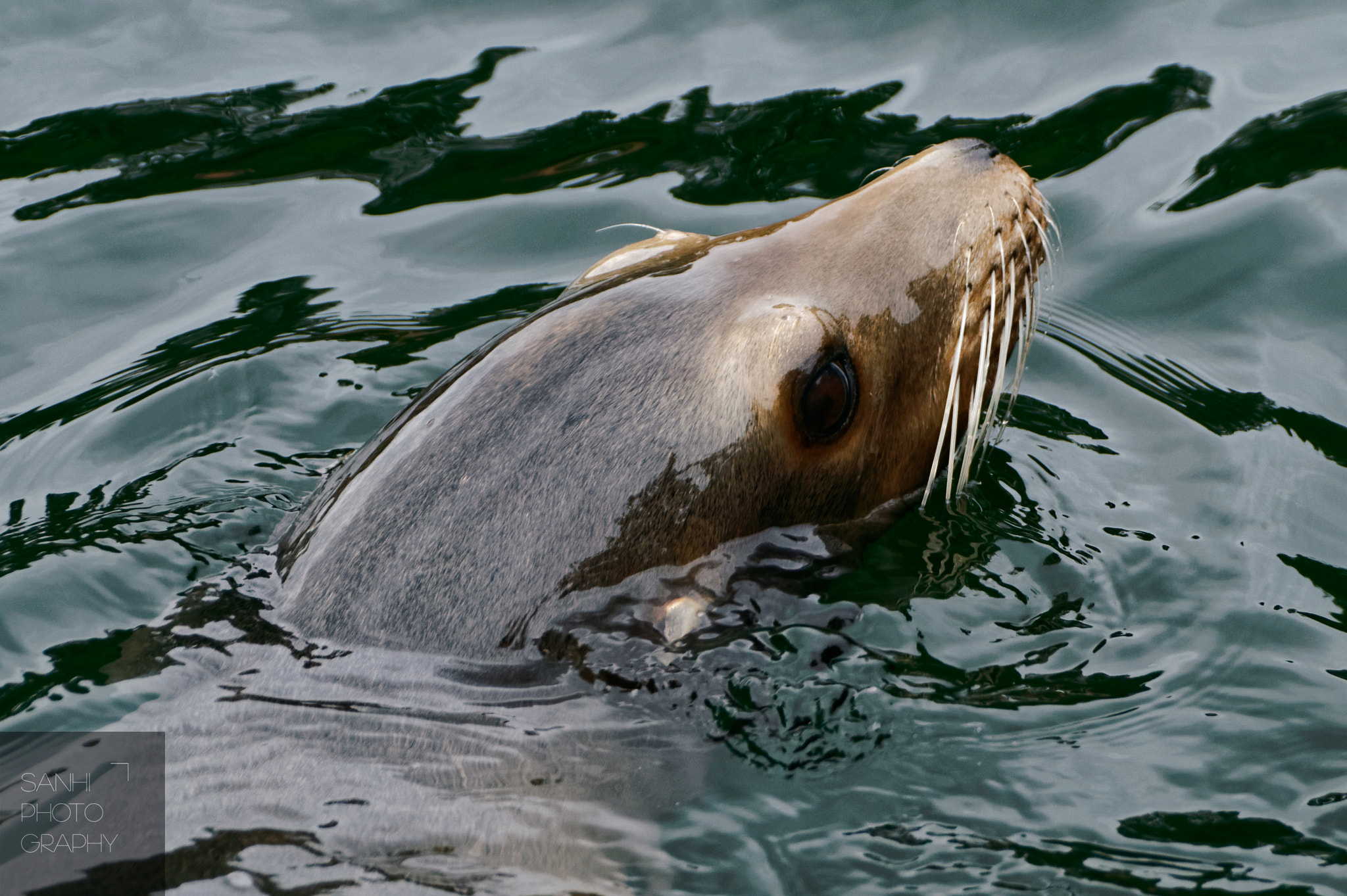 Tamron SP 70-300mm F4-5.6 Di USD sample photo. Sea lion photography