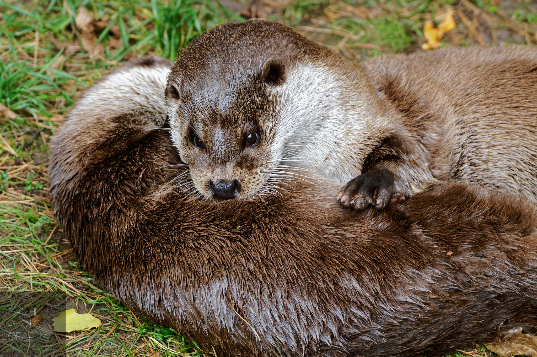 Tamron SP 70-300mm F4-5.6 Di USD sample photo. Otter photography