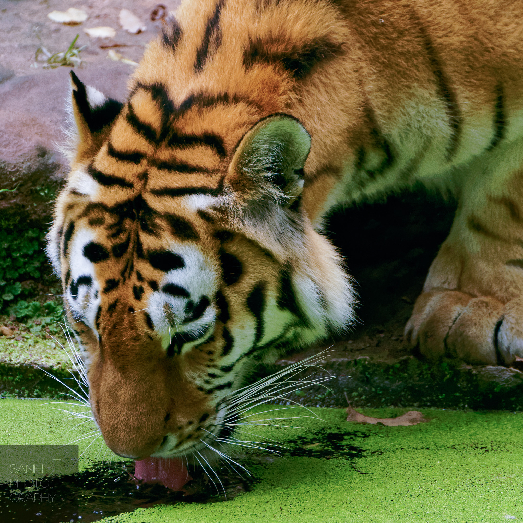 Tamron SP 70-300mm F4-5.6 Di USD sample photo. Tiger photography